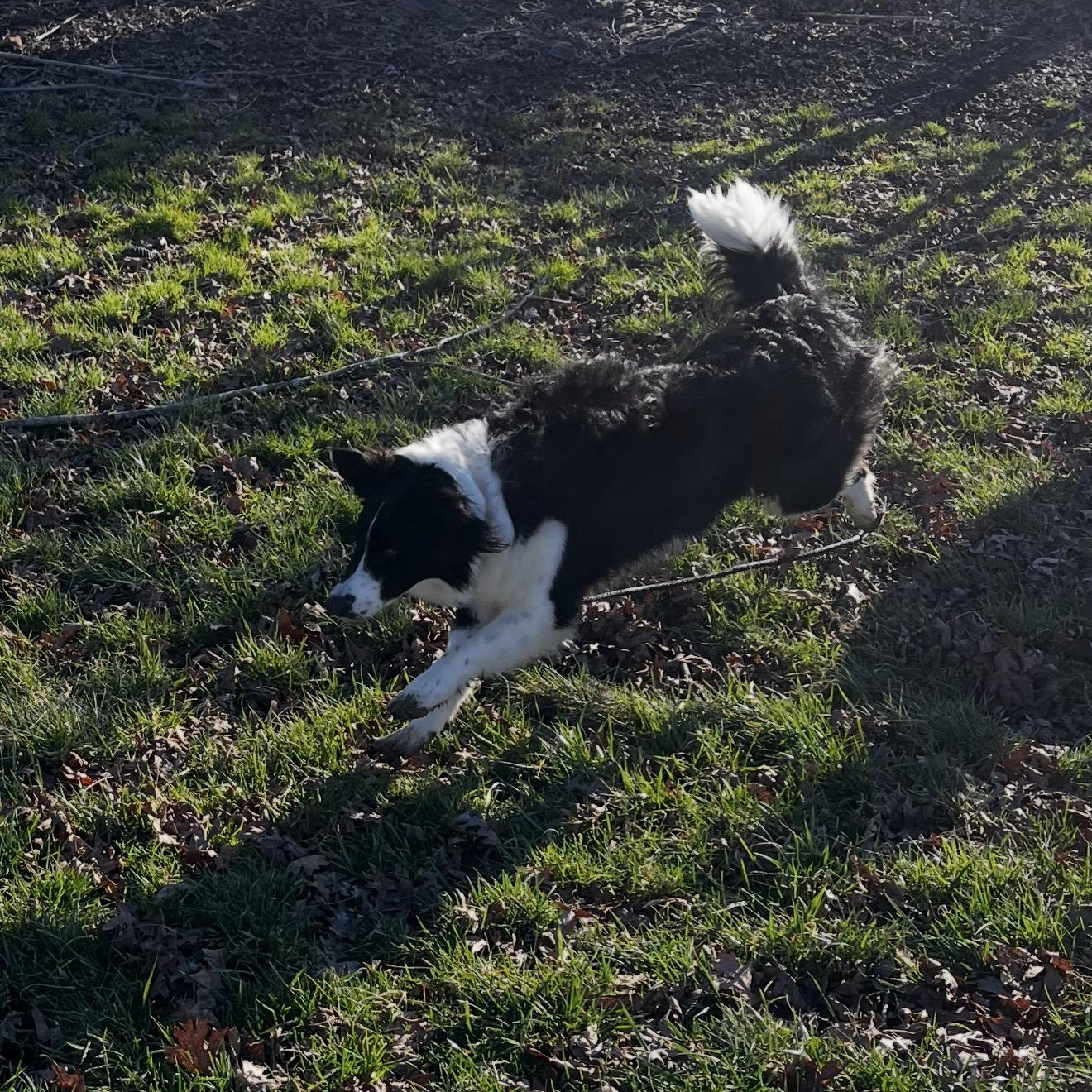 Ruger, ADOPTABLE, Adult Male Border Collie.
