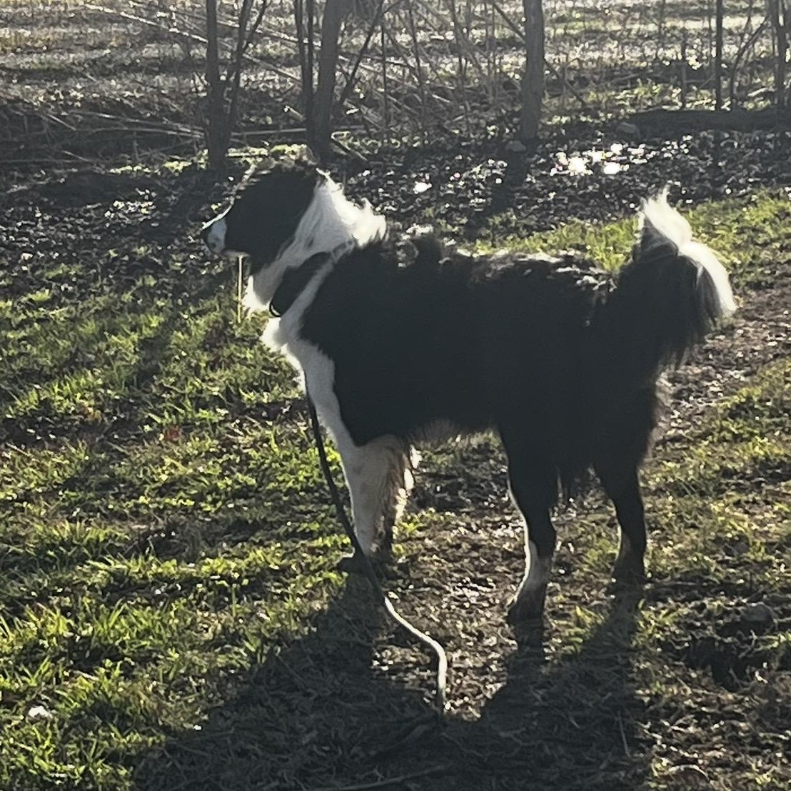 Enlarge Ruger, a ADOPTABLE mixed breed in Junction City, KY image 2/3