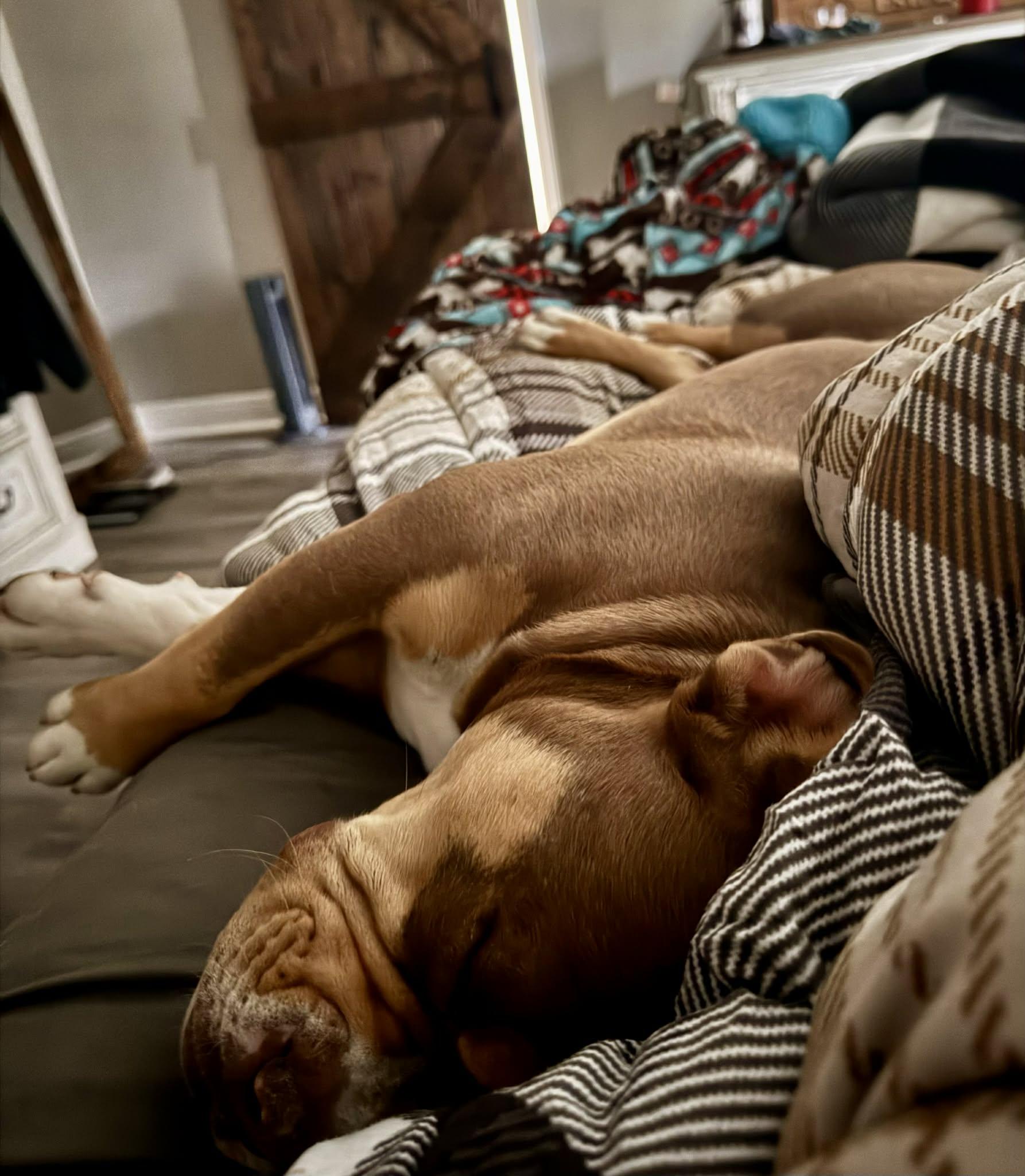 Enlarge Charlie, an adopted Bulldog in North Haven, CT image 2/6