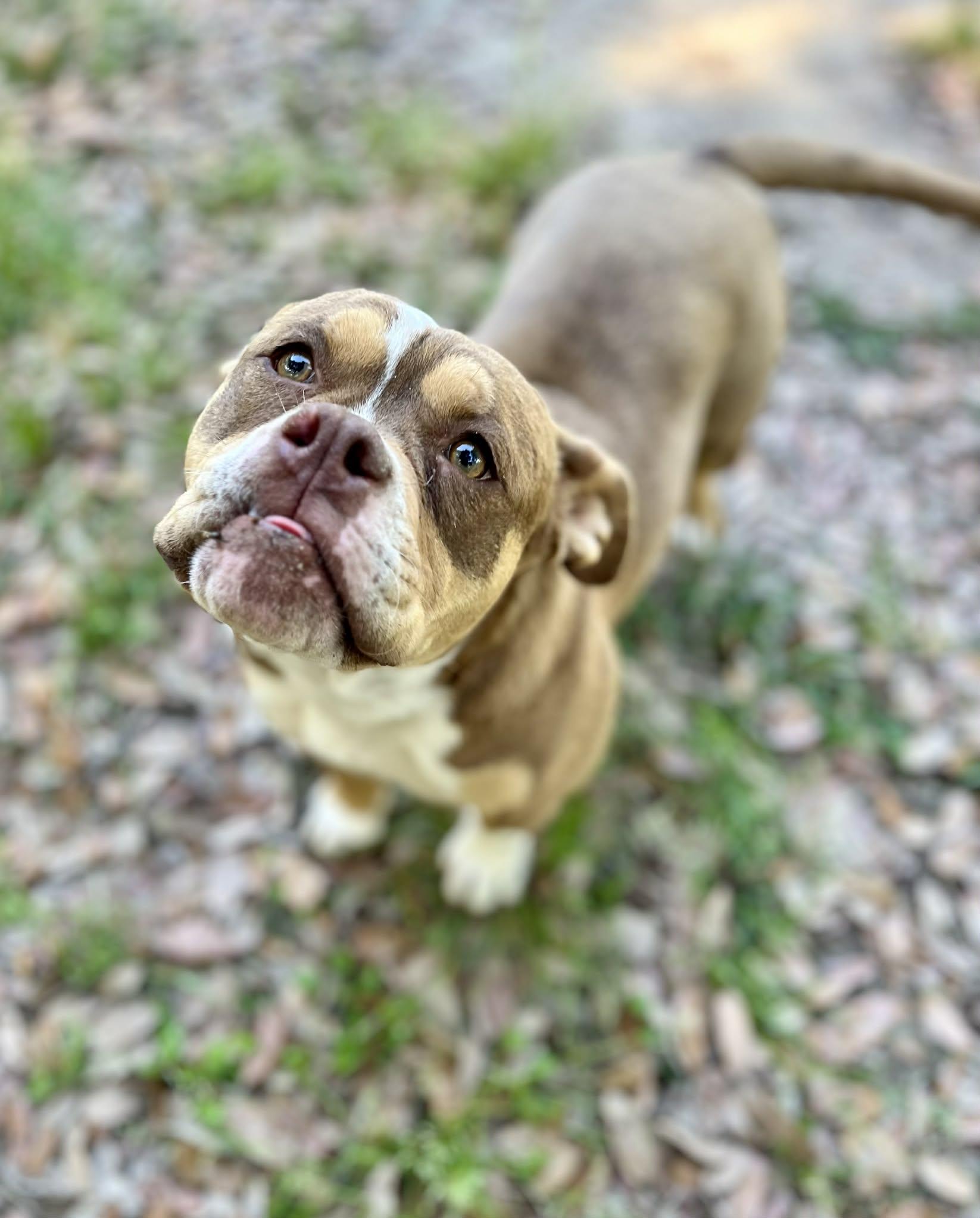 Enlarge Charlie, an adopted Bulldog in North Haven, CT image 6/6