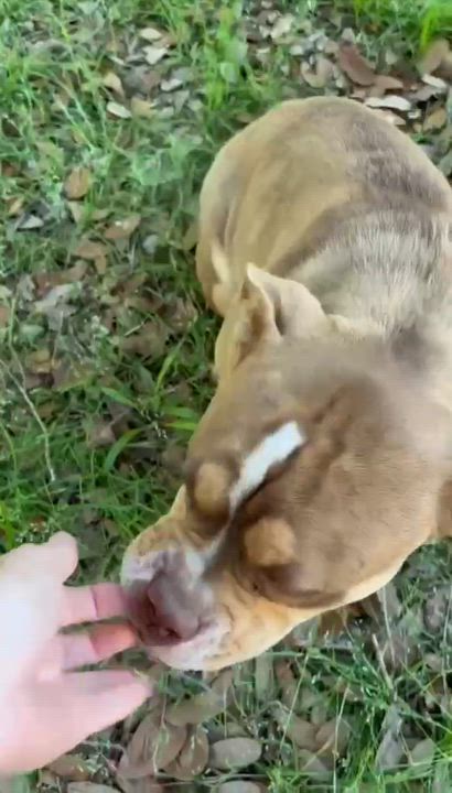 Enlarge Charlie, an adopted Bulldog in North Haven, CT video 5/6