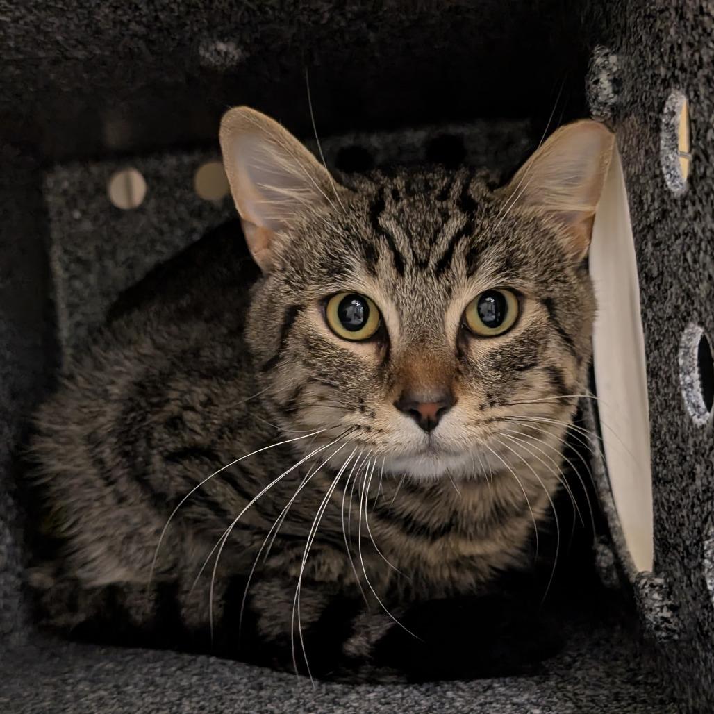 Enlarge Rascal, a Adoptable Domestic Short Hair in Birdsboro, PA image 1/1