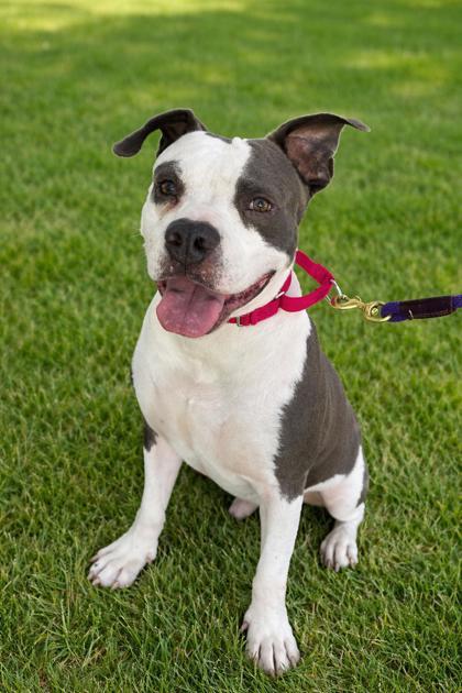 Enlarge Moose, a Adoptable mixed breed in Vero Beach, FL image 1/1