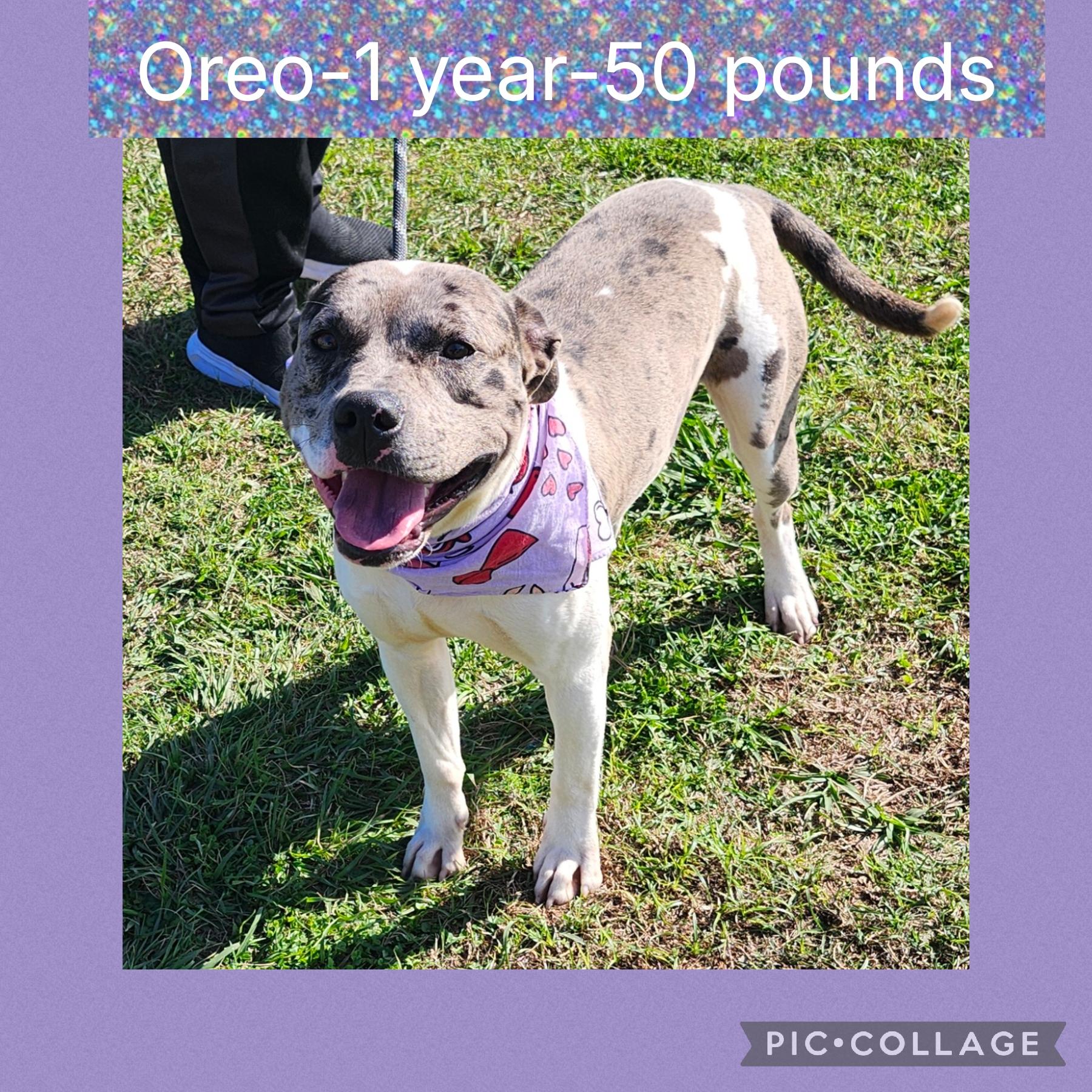 Oreo, ADOPTABLE, Adult Male Mixed Breed.