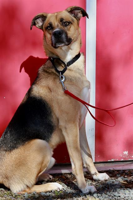 BEAR, Adoptable, Young Male German Shepherd Dog & Mixed Breed.