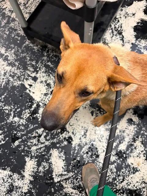 Tyra, Adoptable, Adult Female Shepherd & Mixed Breed.