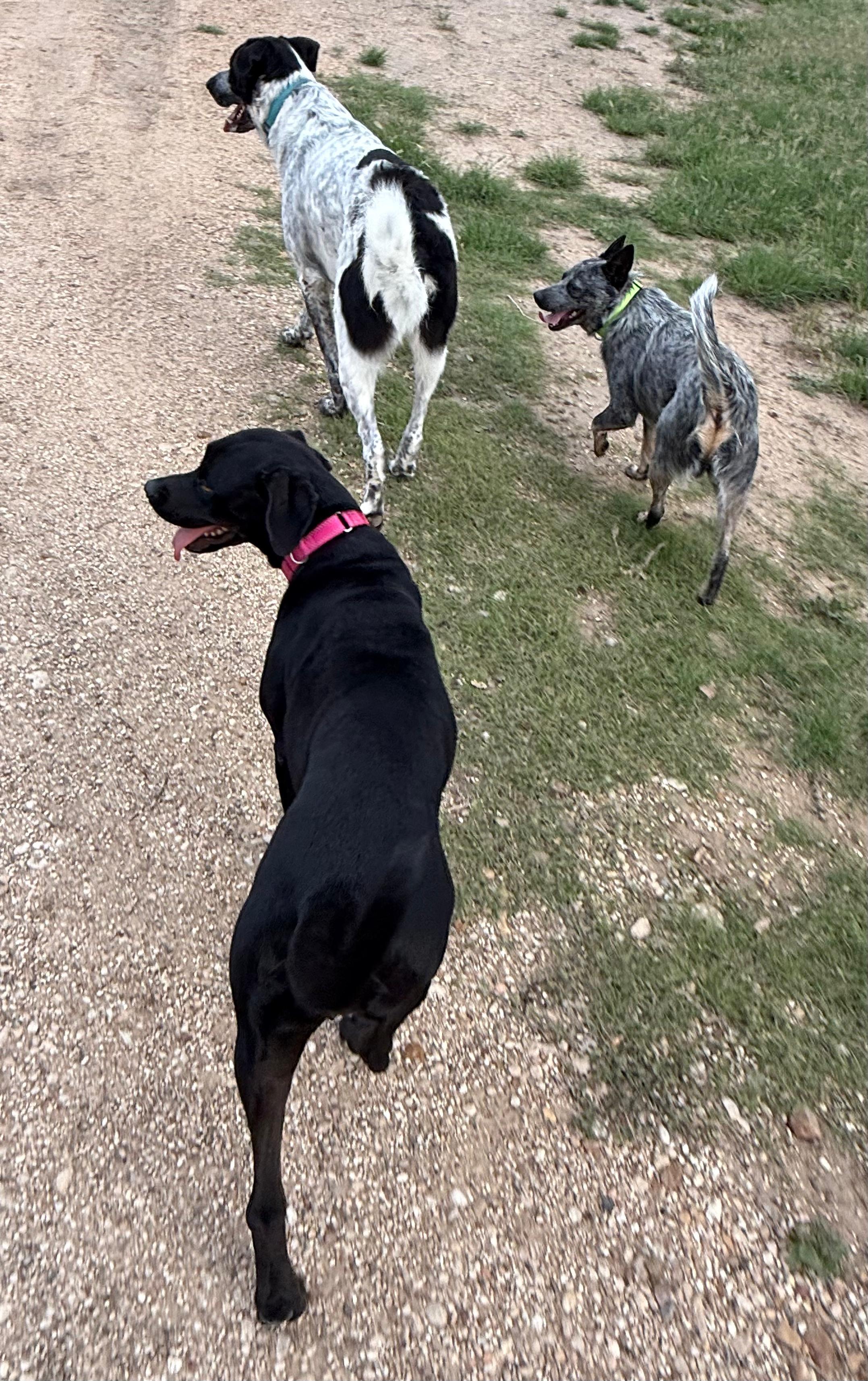 Enlarge Max, a ADOPTABLE Australian Cattle Dog / Blue Heeler in Dale, TX image 6/6