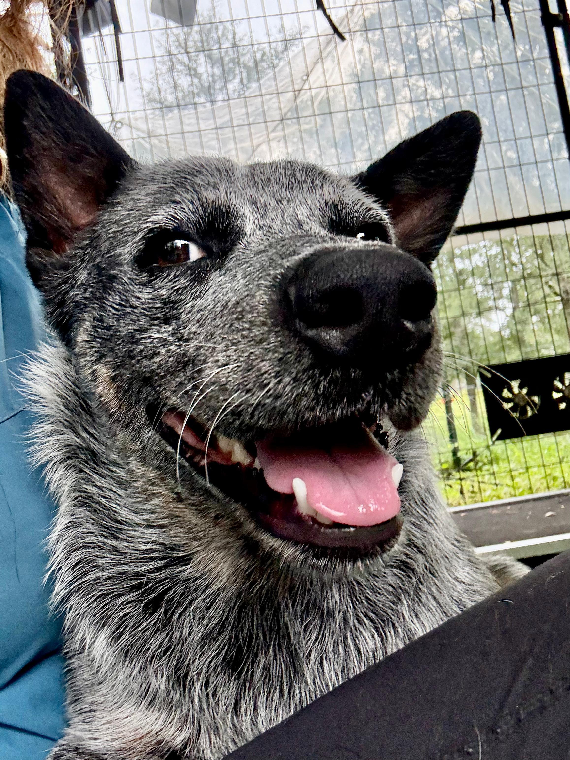 Enlarge Max, a ADOPTABLE Australian Cattle Dog / Blue Heeler in Dale, TX image 2/6