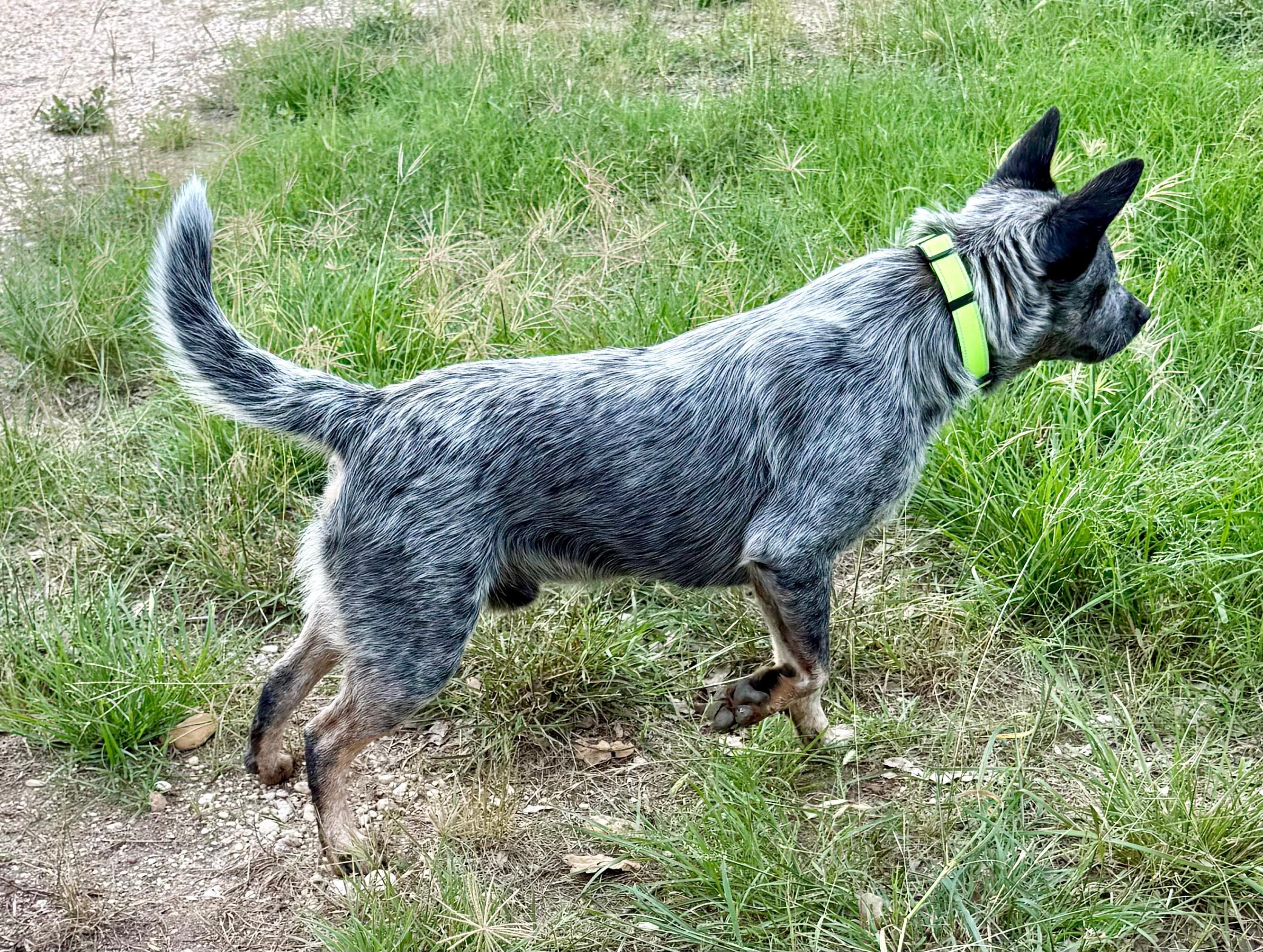 Enlarge Max, a ADOPTABLE Australian Cattle Dog / Blue Heeler in Dale, TX image 3/6