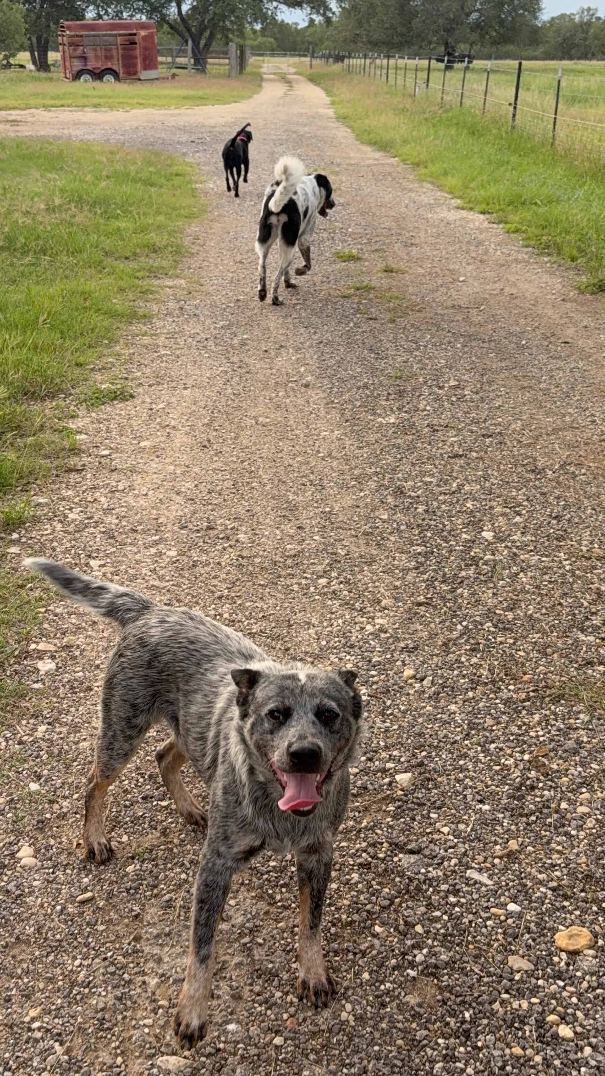 Enlarge Max, a ADOPTABLE Australian Cattle Dog / Blue Heeler in Dale, TX image 5/6