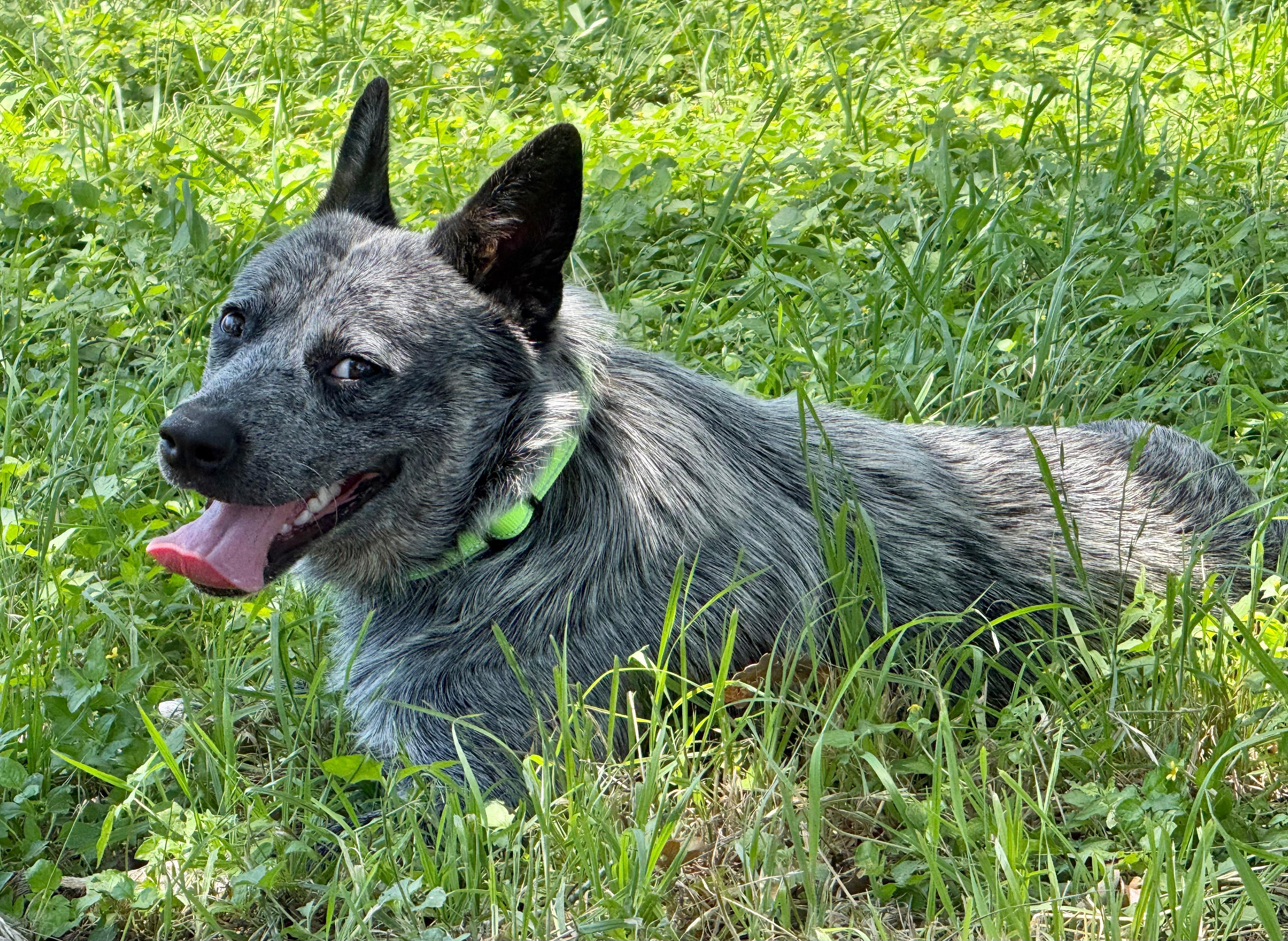 Enlarge Max, a ADOPTABLE Australian Cattle Dog / Blue Heeler in Dale, TX image 4/6