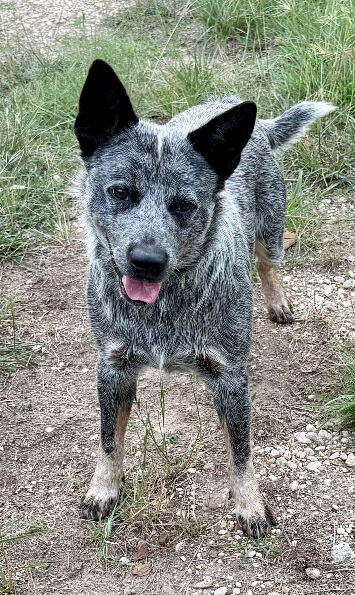 Enlarge Max, a ADOPTABLE Australian Cattle Dog / Blue Heeler in Dale, TX image 1/6