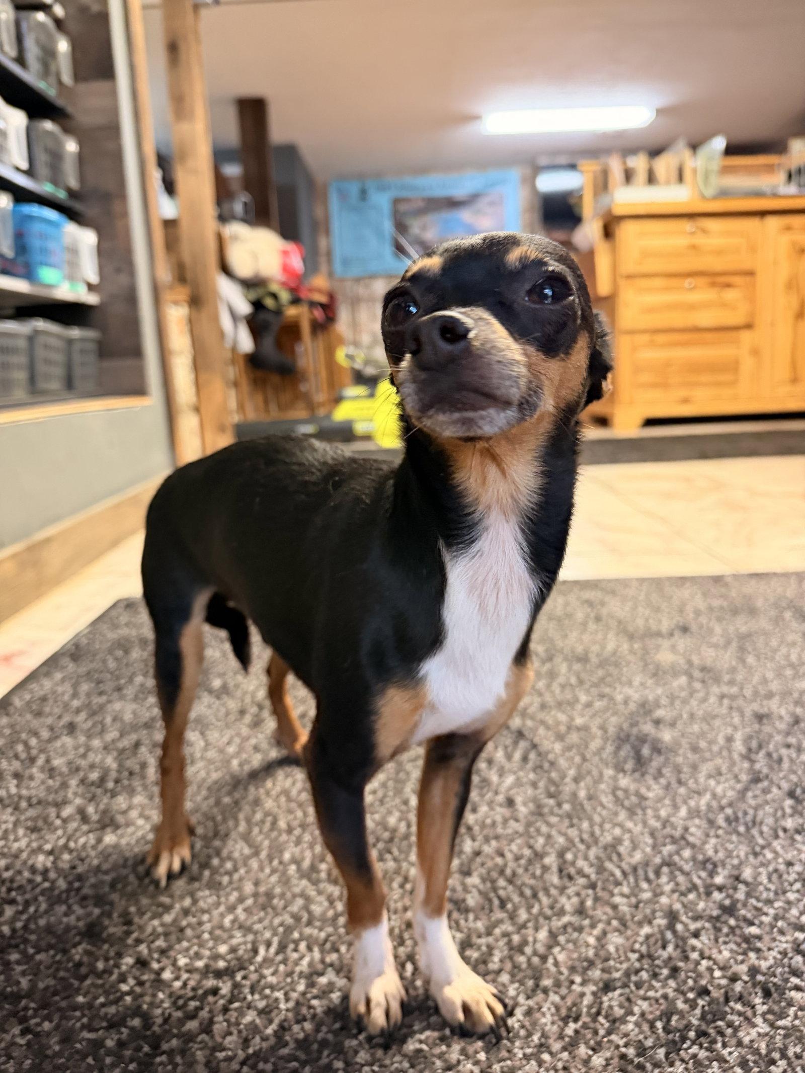 Bruno, Adoptable, Adult Male Chihuahua & Miniature Pinscher.