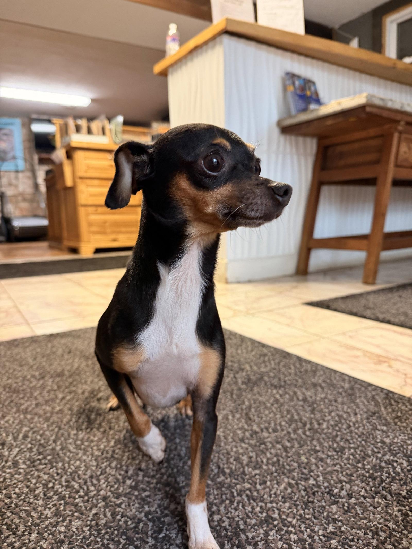 Enlarge Bruno, a Adoptable mixed breed in Leavenworth, KS image 2/3