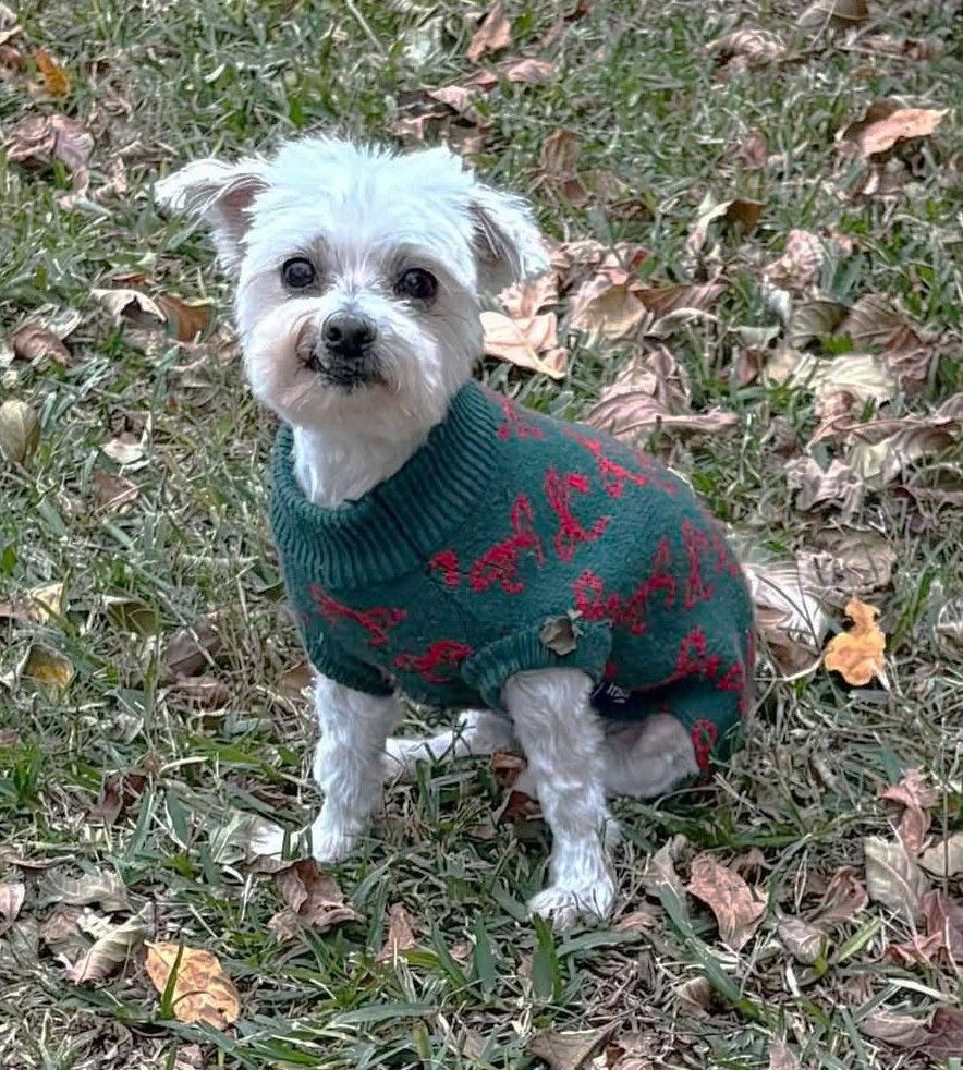 Poki TX, Adoptable, Senior Female Maltese.