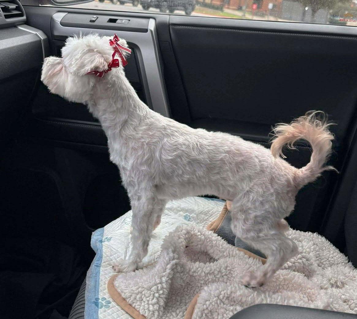 Enlarge Poki TX, a Adoptable Maltese in Boonton, NJ image 2/3