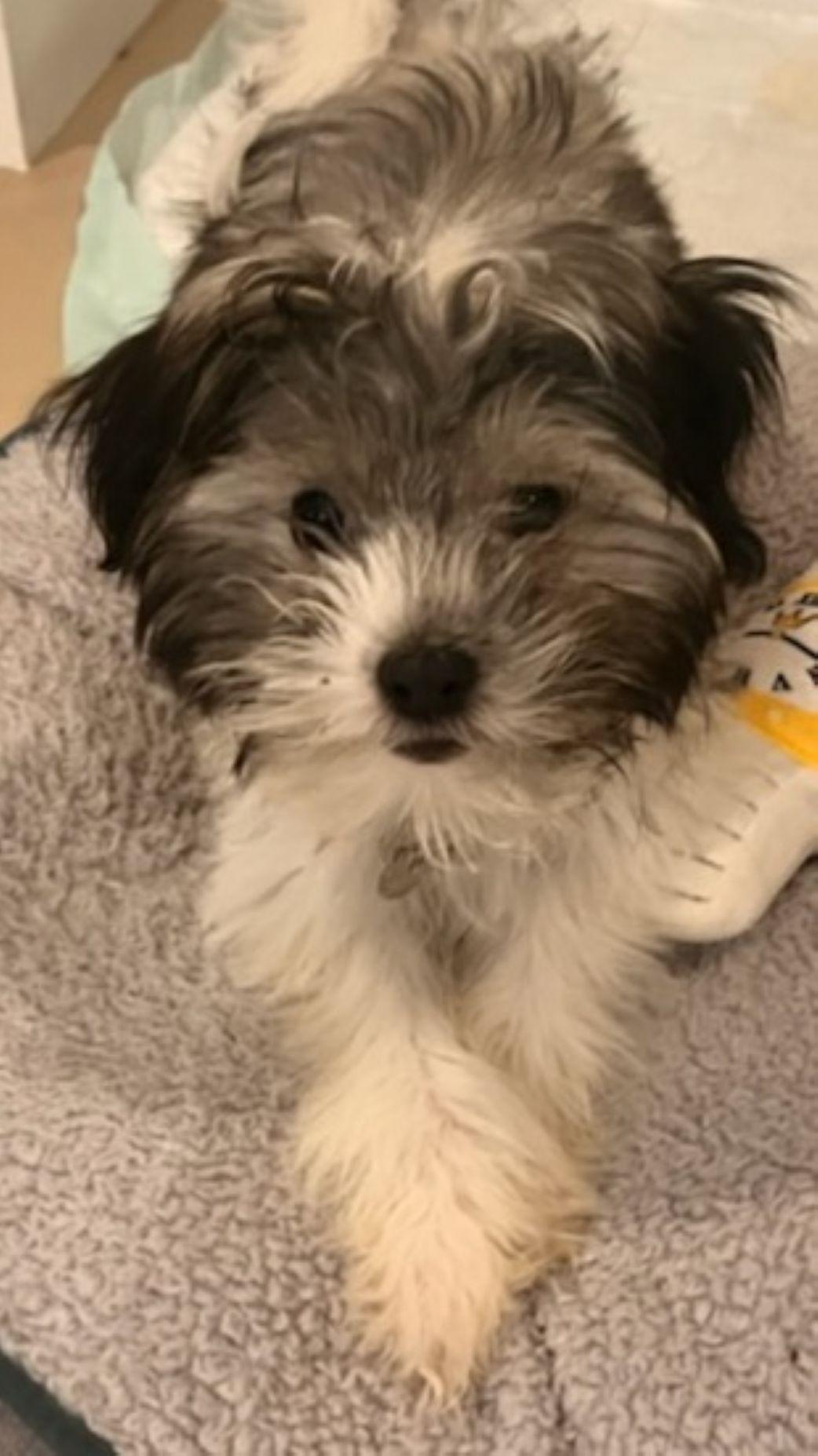 Mickey, adopted, Puppy Male Havanese.