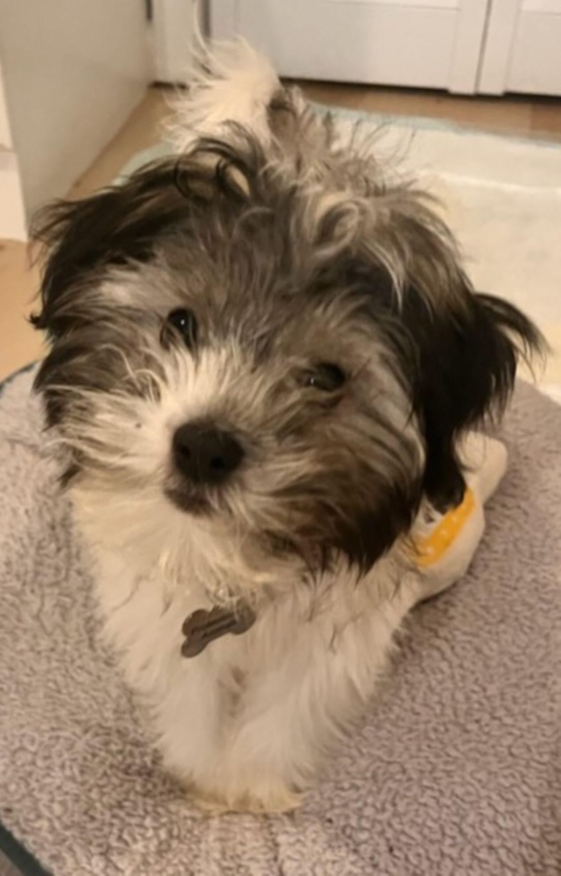 Enlarge Mickey, an adopted Havanese in East Hartford, CT image 2/6