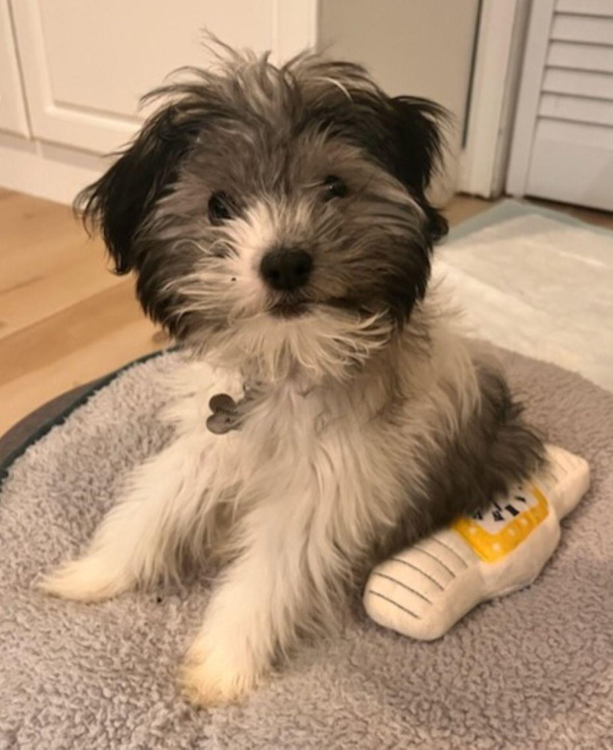 Enlarge Mickey, an adopted Havanese in East Hartford, CT image 4/6
