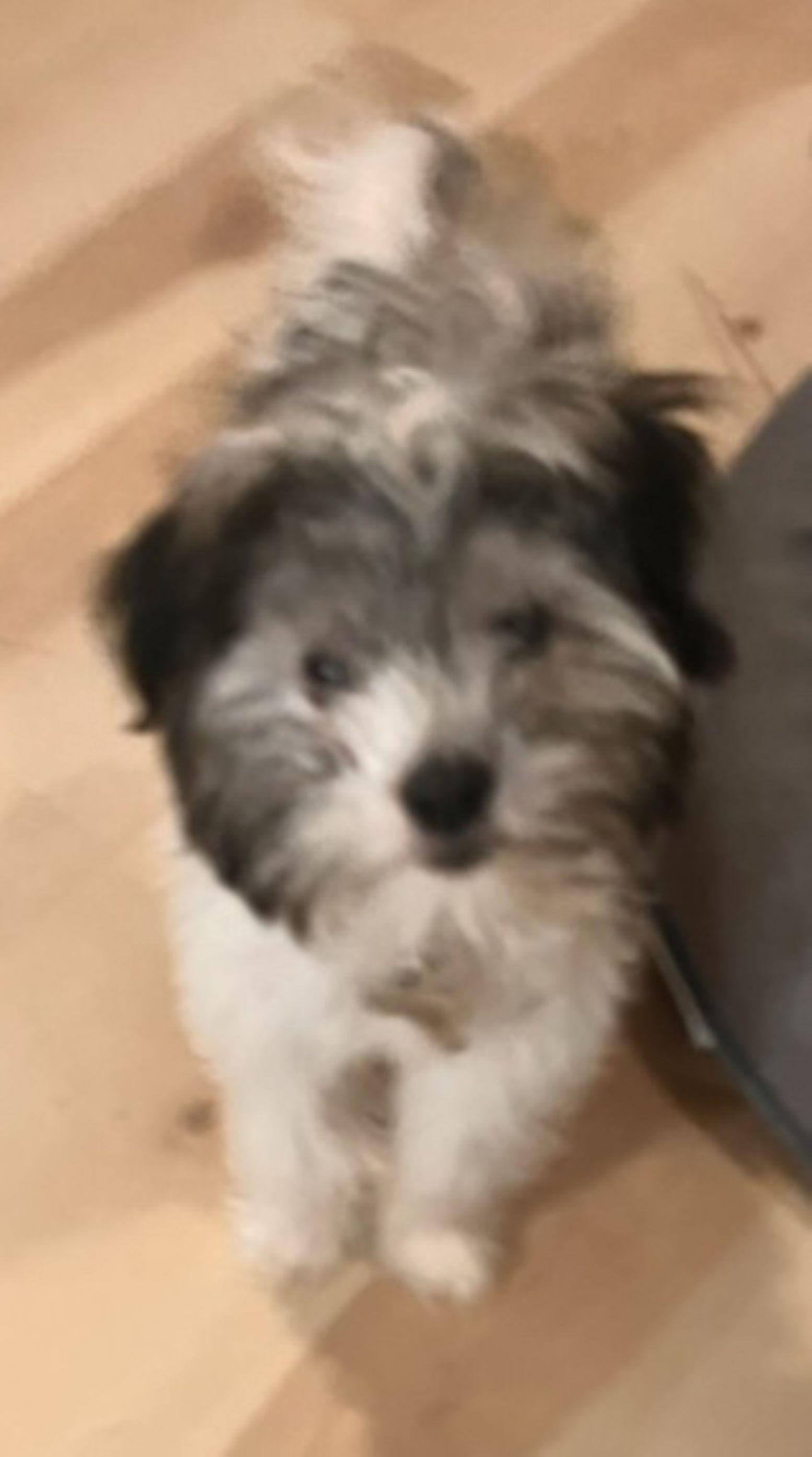 Enlarge Mickey, an adopted Havanese in East Hartford, CT image 5/6