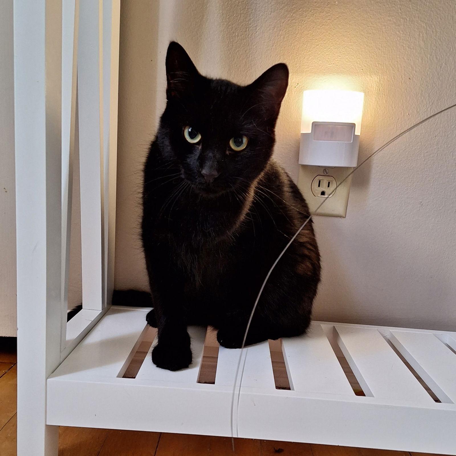 Elvis, a Adoptable Domestic Short Hair in Chicago, IL image 2/2