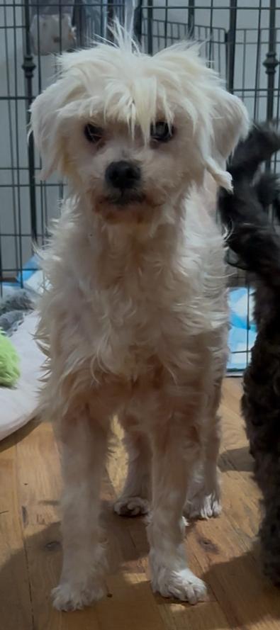 Beverly, Adoptable, Senior Female Maltese & Mixed Breed.