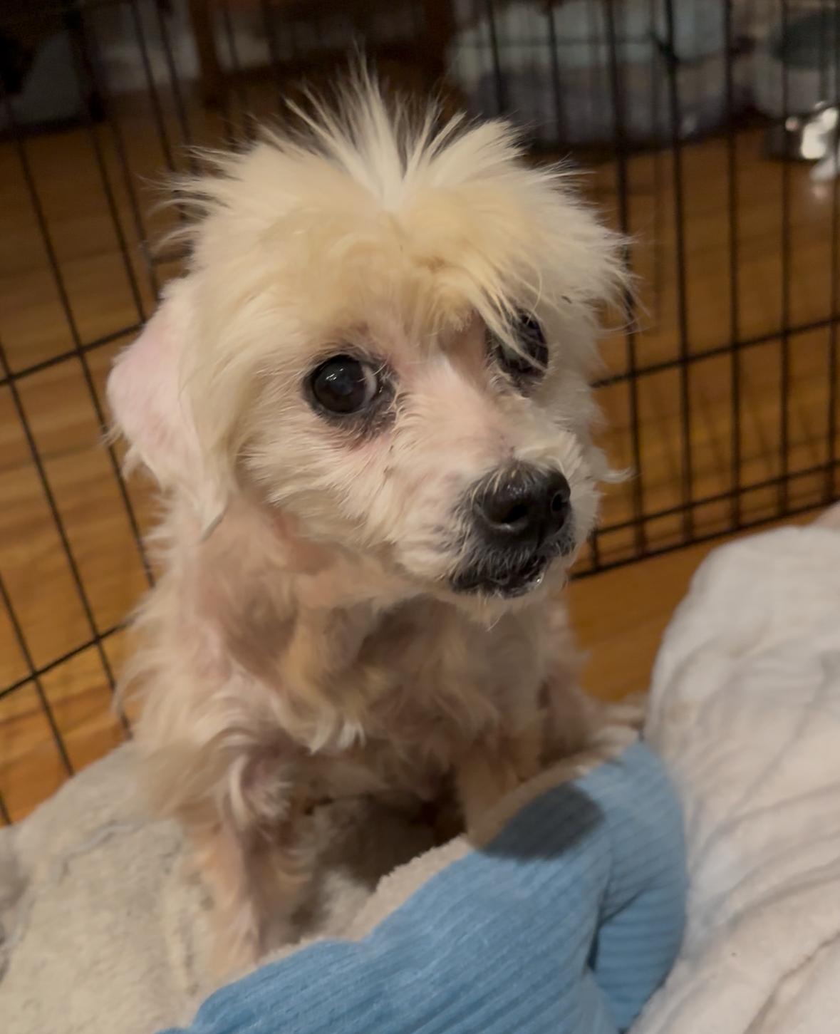 Beverly, Adoptable, Senior Female Poodle & Mixed Breed.