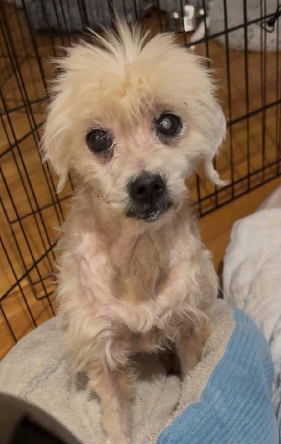 Enlarge Beverly, a Adoptable mixed breed in Windsor, CO image 2/6