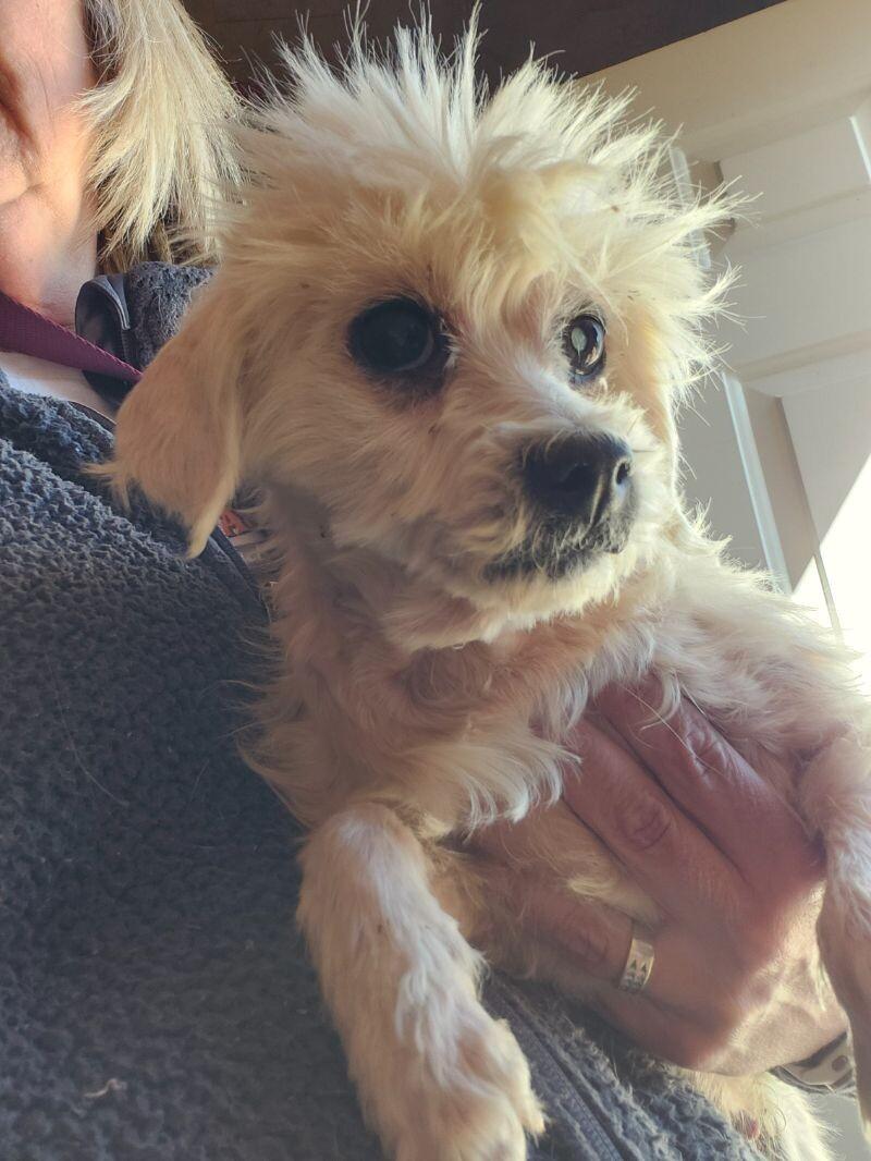 Enlarge Beverly, a Adoptable mixed breed in Windsor, CO image 4/6