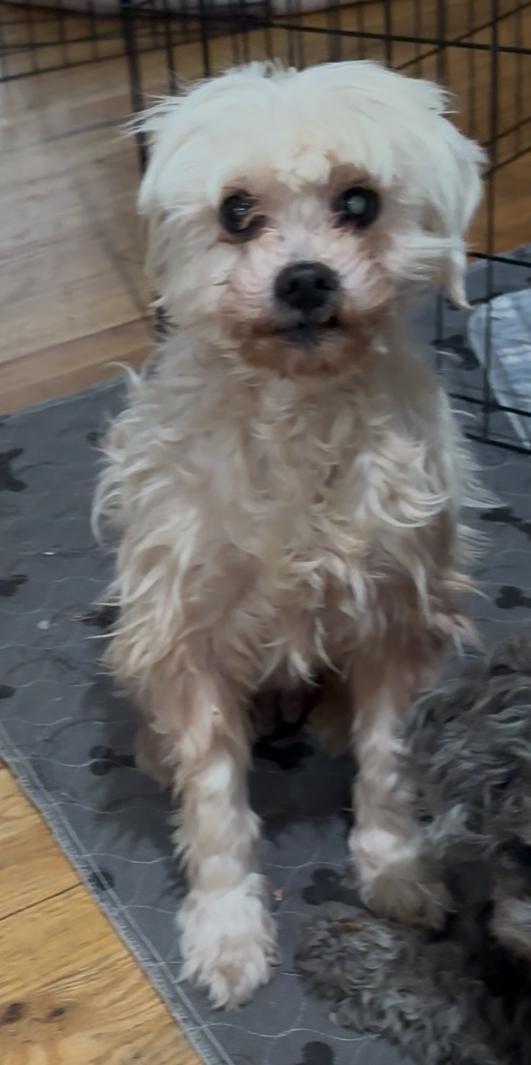 Enlarge Beverly, a Adoptable mixed breed in Windsor, CO image 4/6