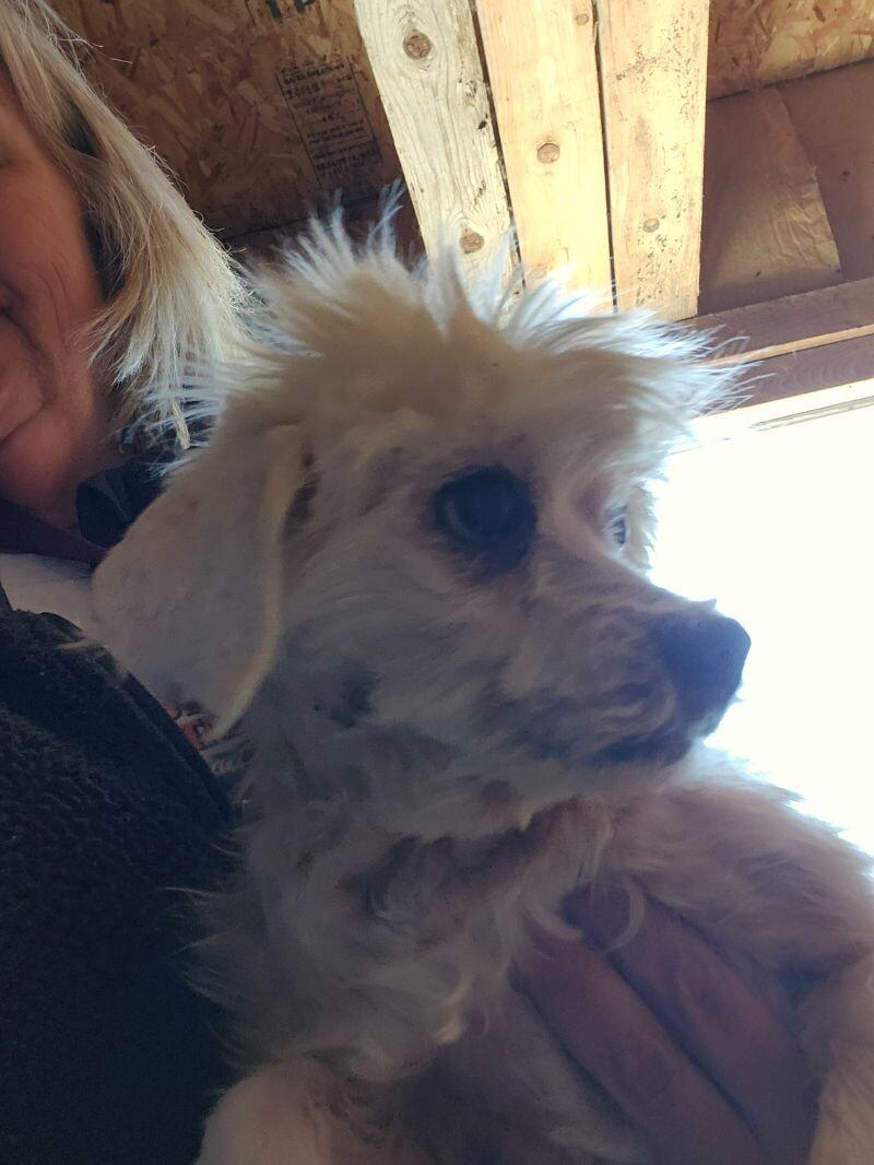 Enlarge Beverly, a Adoptable mixed breed in Windsor, CO image 5/6