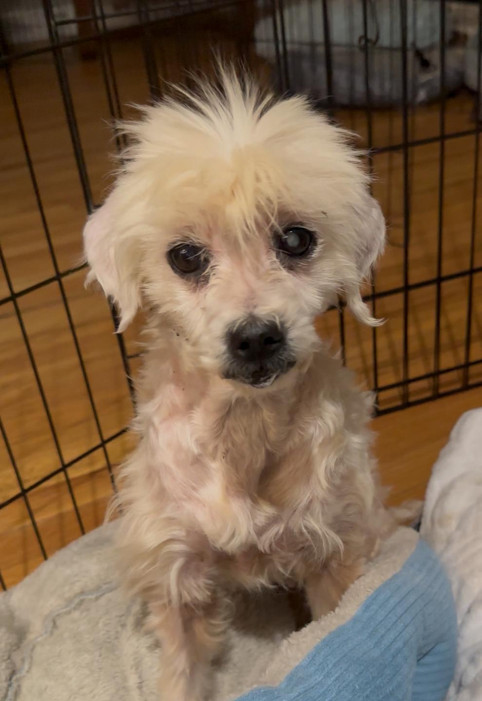 Enlarge Beverly, a Adoptable mixed breed in Windsor, CO image 6/6