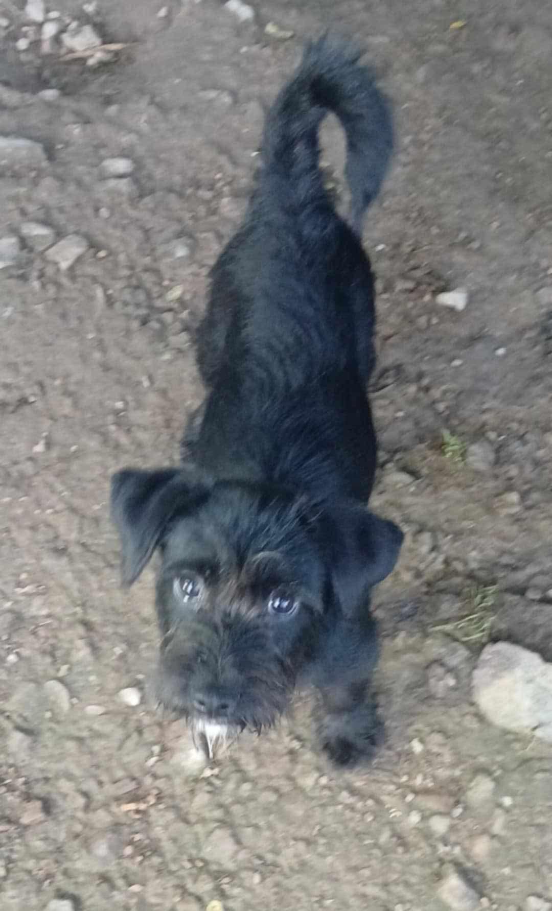 Enlarge Fallon, an adoptable mixed breed in East Dundee , IL image 3/6