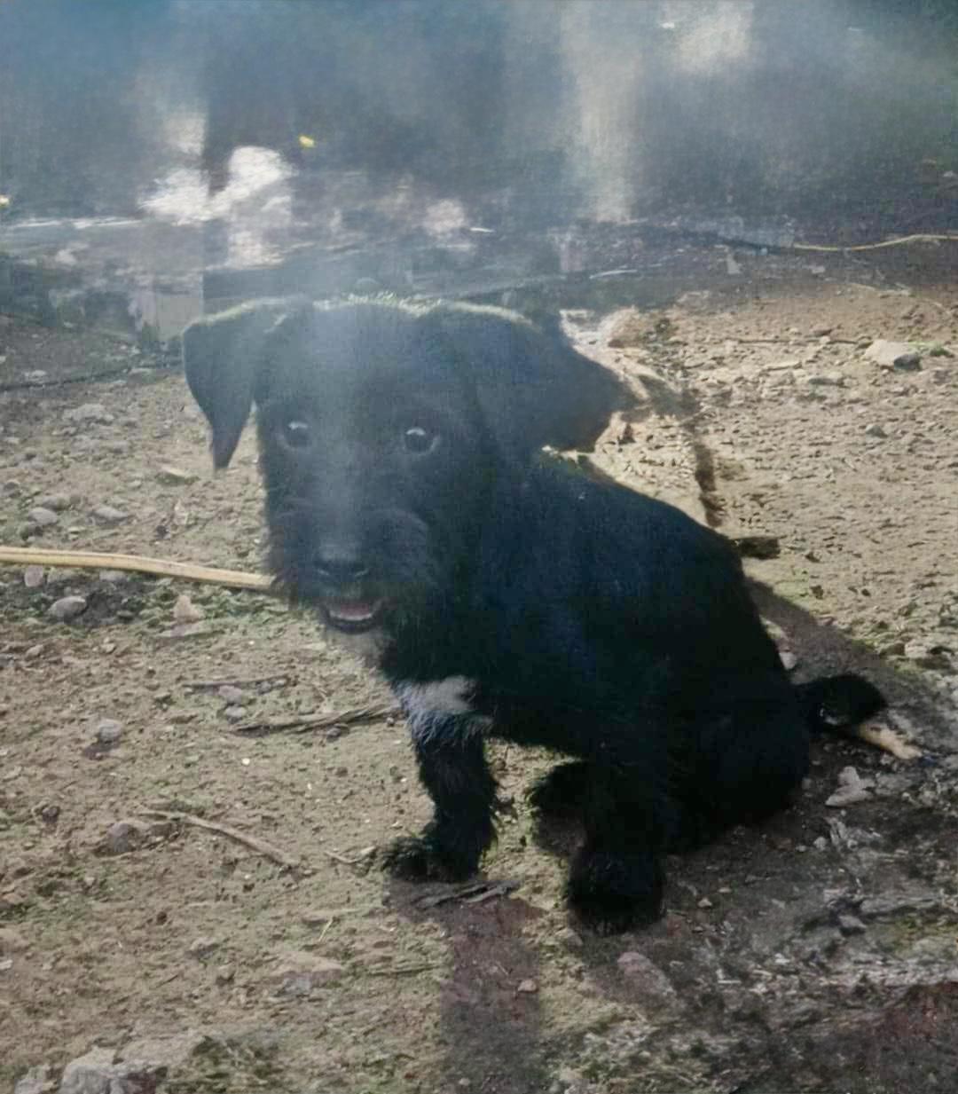 Enlarge Fallon, an adoptable mixed breed in East Dundee , IL image 1/6