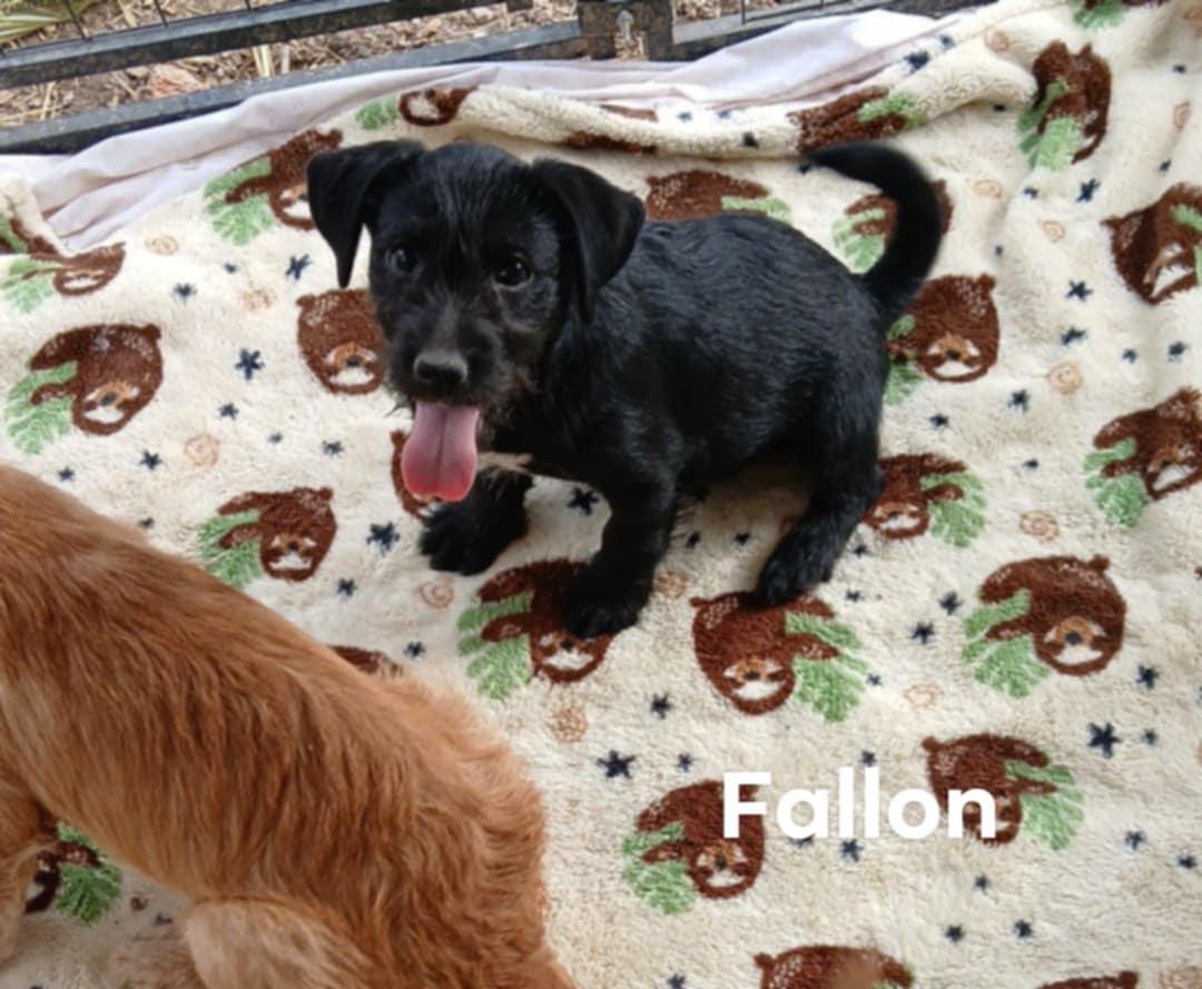 Enlarge Fallon, an adoptable mixed breed in East Dundee , IL image 5/6