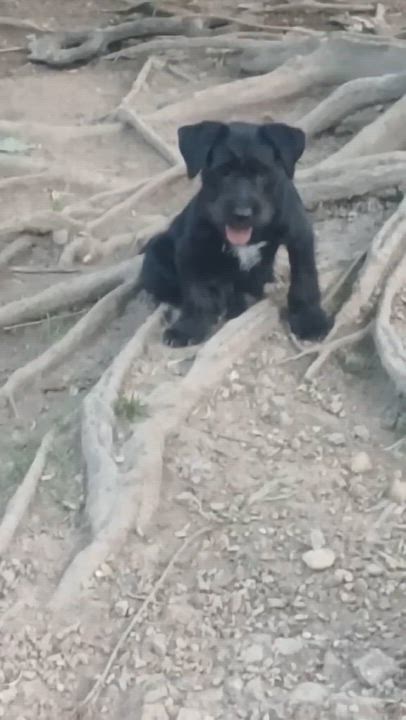 Enlarge Fallon, an adoptable mixed breed in East Dundee , IL video 6/6