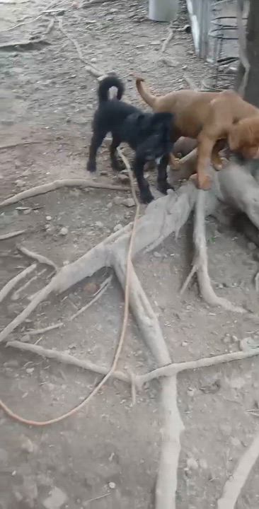 Enlarge Fallon, an adoptable mixed breed in East Dundee , IL video 2/6