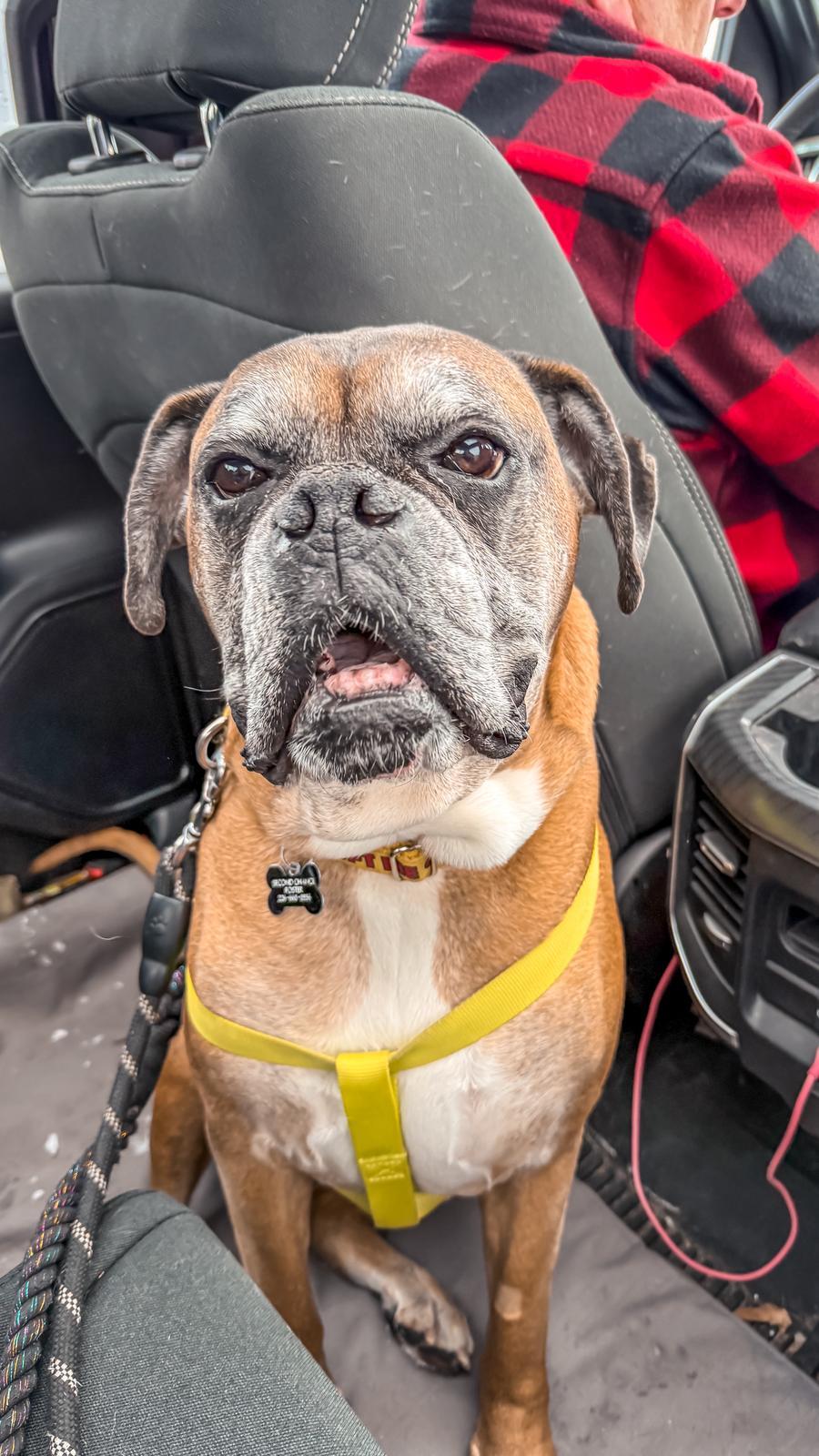Enlarge Ruckus, a ADOPTABLE Boxer in Owen Sound, ON image 1/5