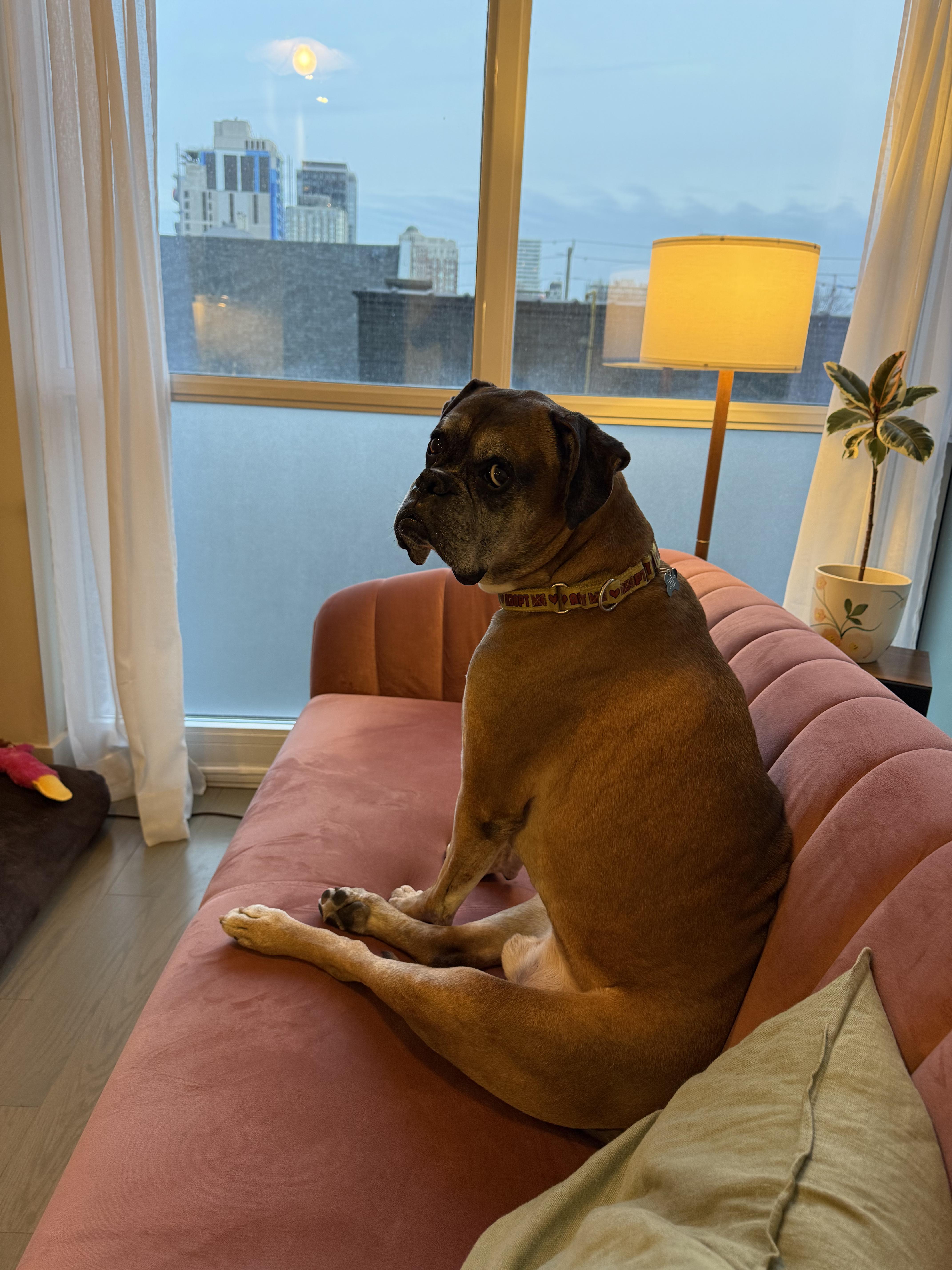 Enlarge Ruckus, a ADOPTABLE Boxer in Toronto, ON image 6/6