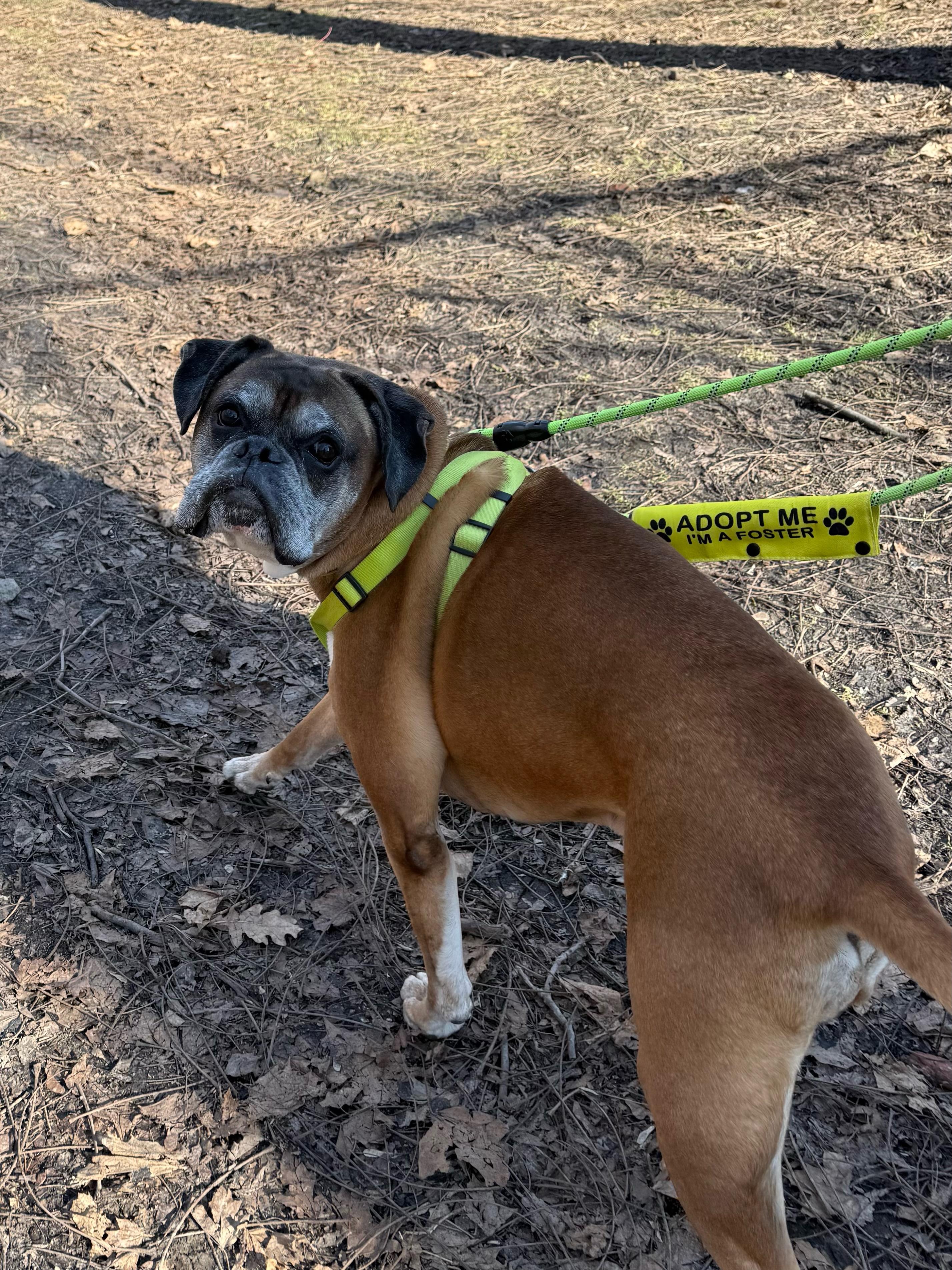 Ruckus, ADOPTABLE, Senior Male Boxer.