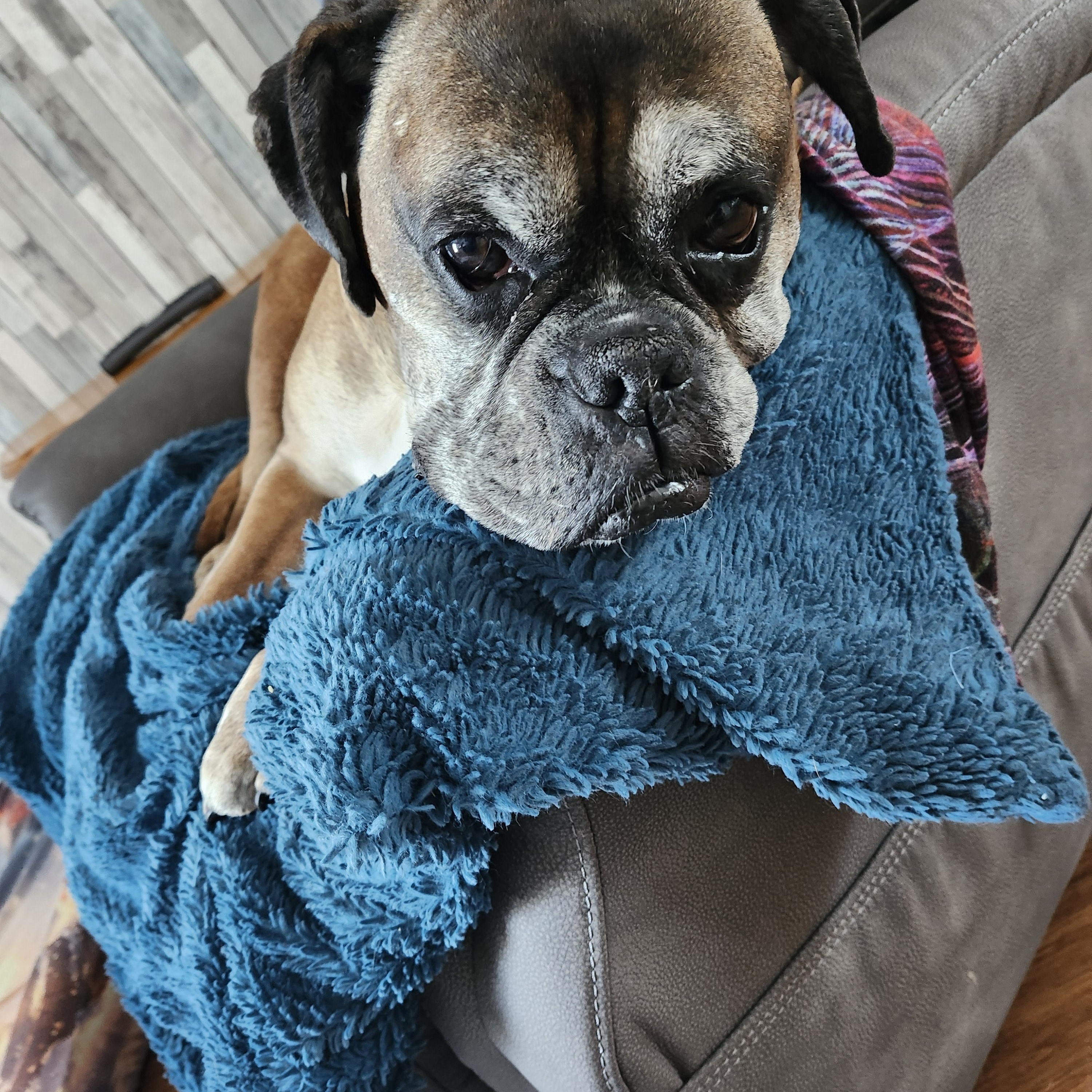 Enlarge Ruckus, a ADOPTABLE Boxer in Owen Sound, ON image 3/5