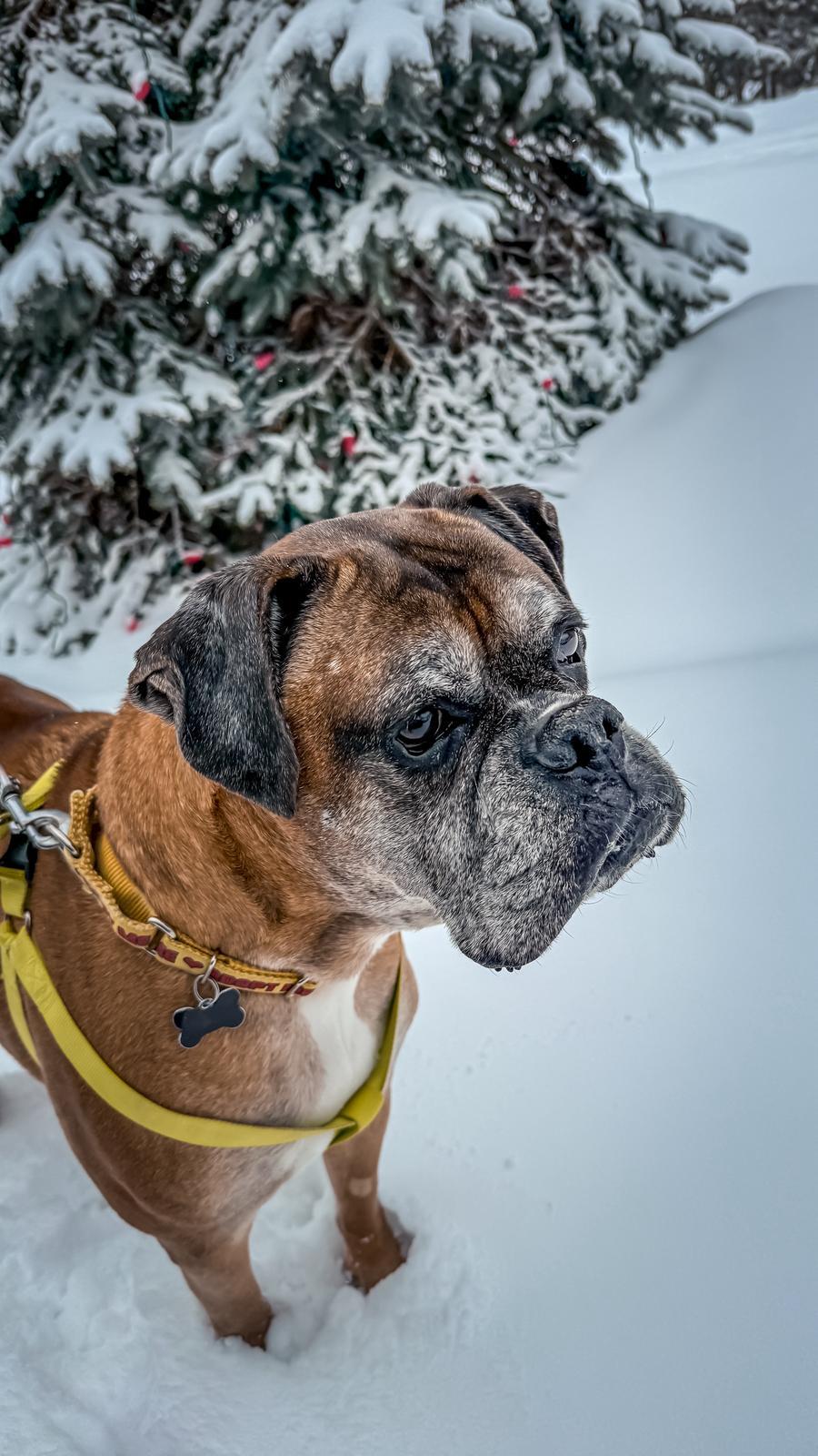 Enlarge Ruckus, a ADOPTABLE Boxer in Owen Sound, ON image 5/5