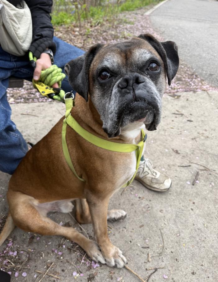 Enlarge Ruckus, a ADOPTABLE Boxer in Toronto, ON image 1/6