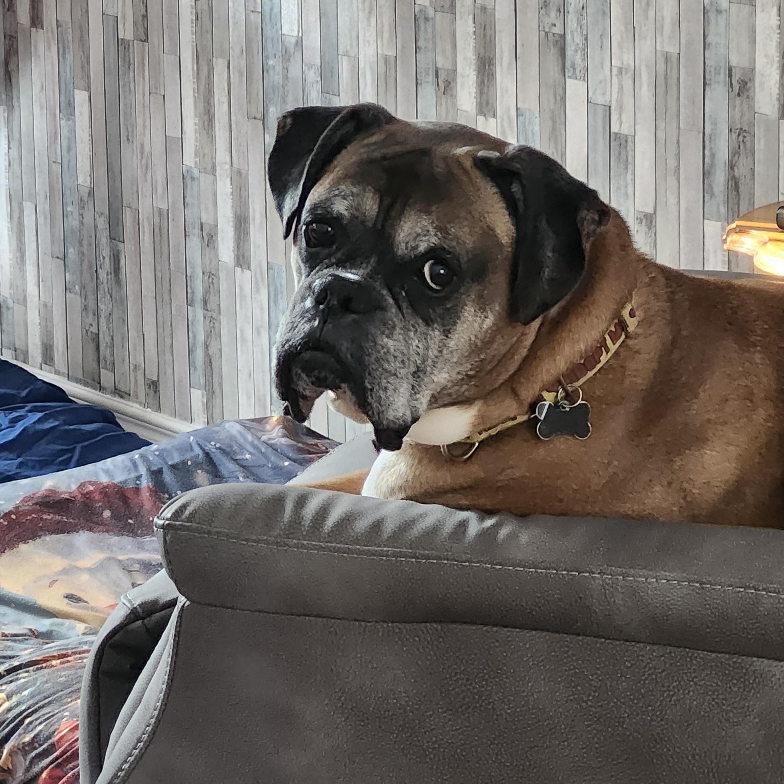 Enlarge Ruckus, a ADOPTABLE Boxer in Owen Sound, ON image 4/5