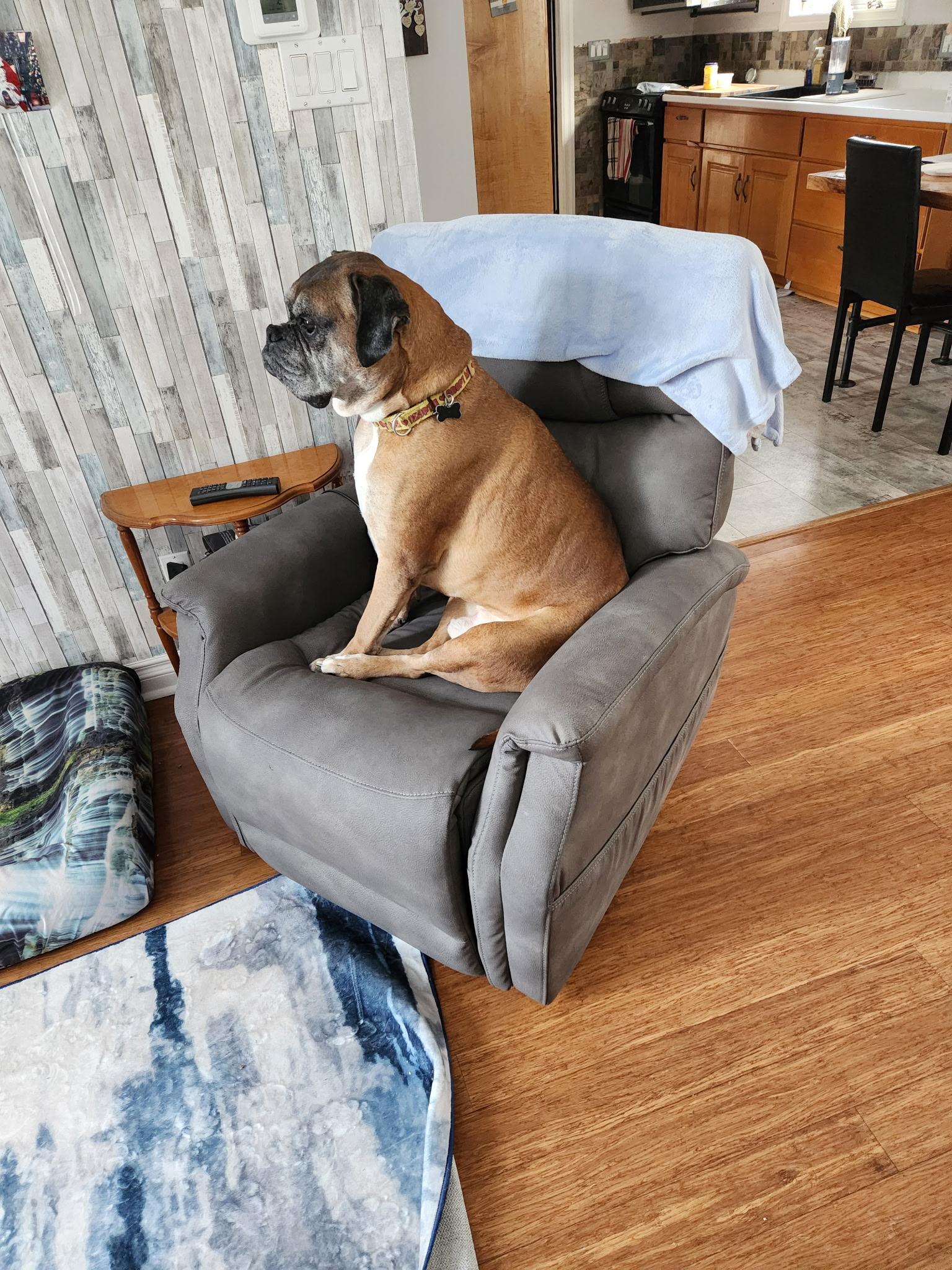 Enlarge Ruckus, a ADOPTABLE Boxer in Owen Sound, ON image 2/5