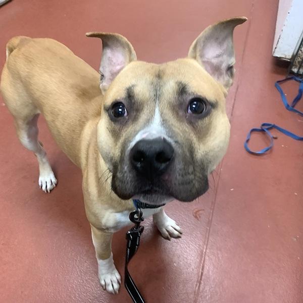 Truffle, Adoptable, Adult Male Pit Bull Terrier.