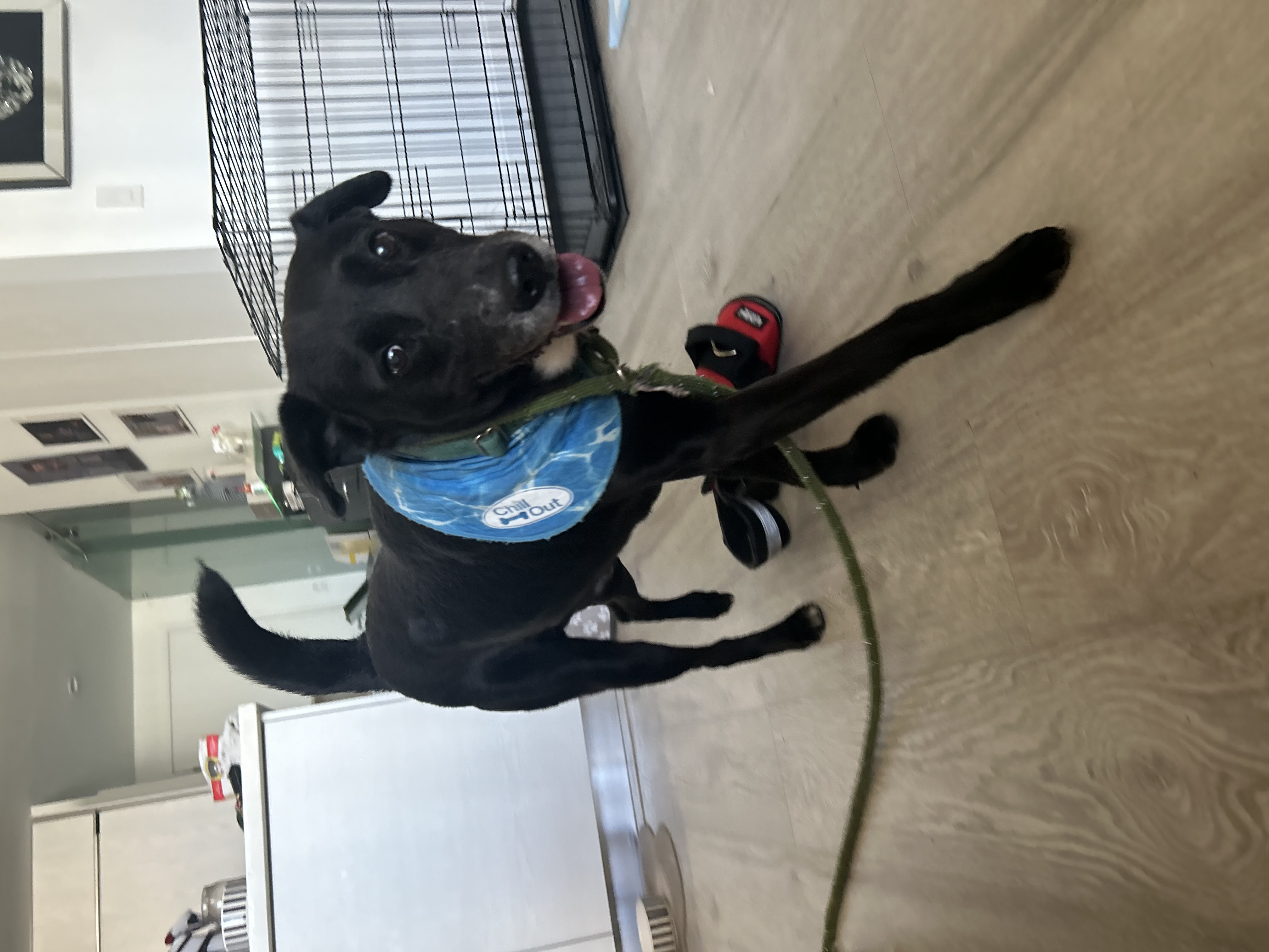 Onyx 2 -MD, Adoptable, Adult Male Retriever.