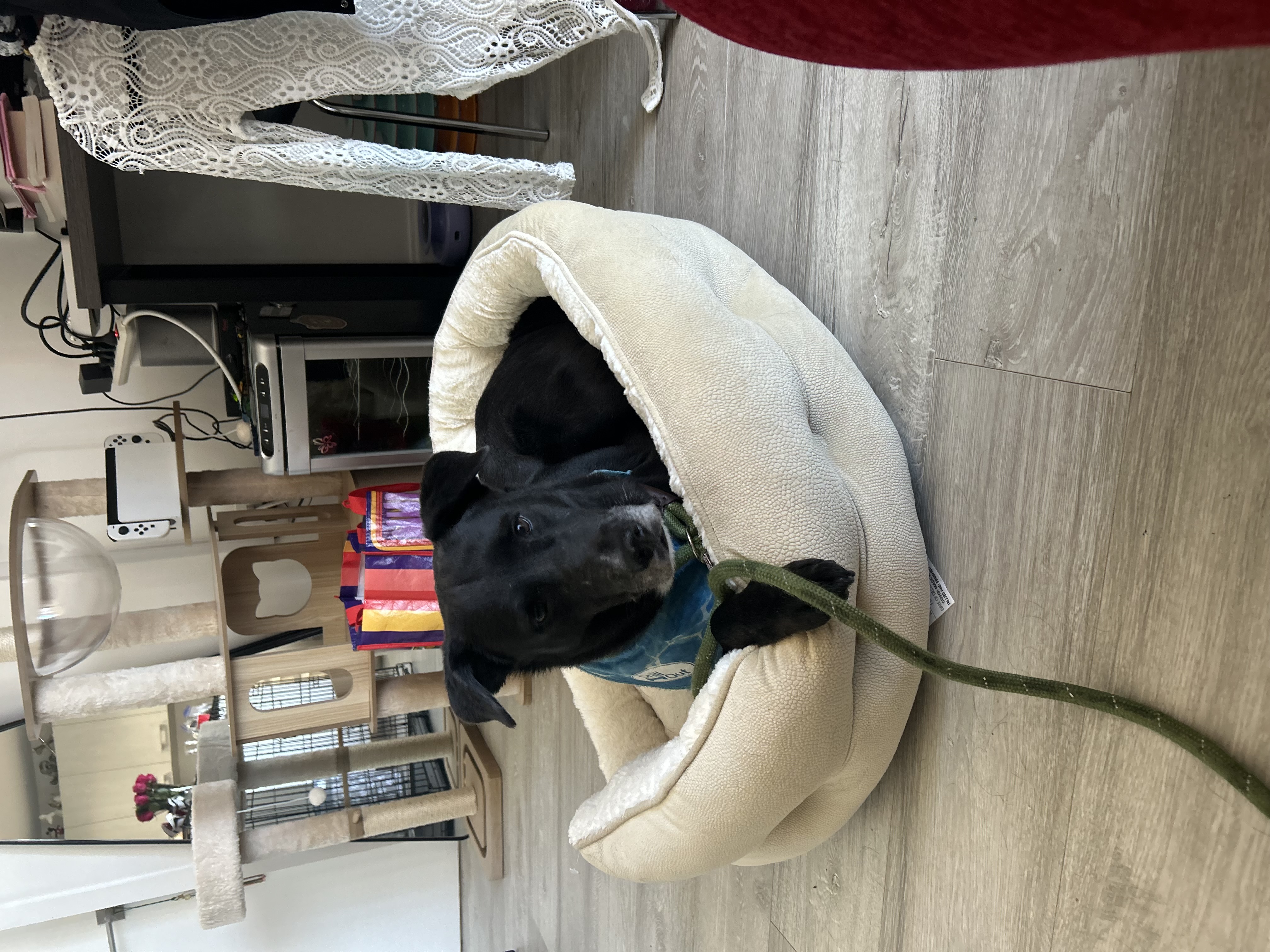 Enlarge Onyx 2 -MD, a Adoptable Retriever in Miami, FL image 2/4