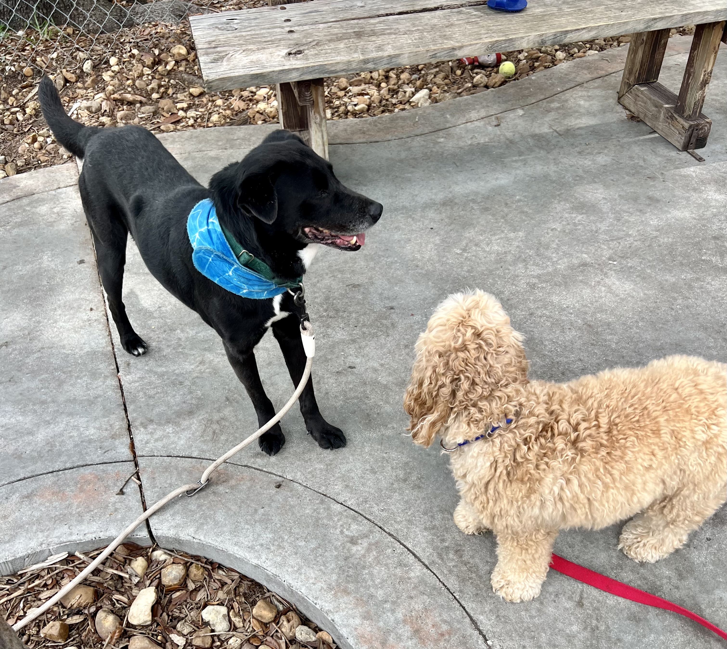 Enlarge Onyx 2 -MD, a Adoptable Retriever in Miami, FL image 4/4