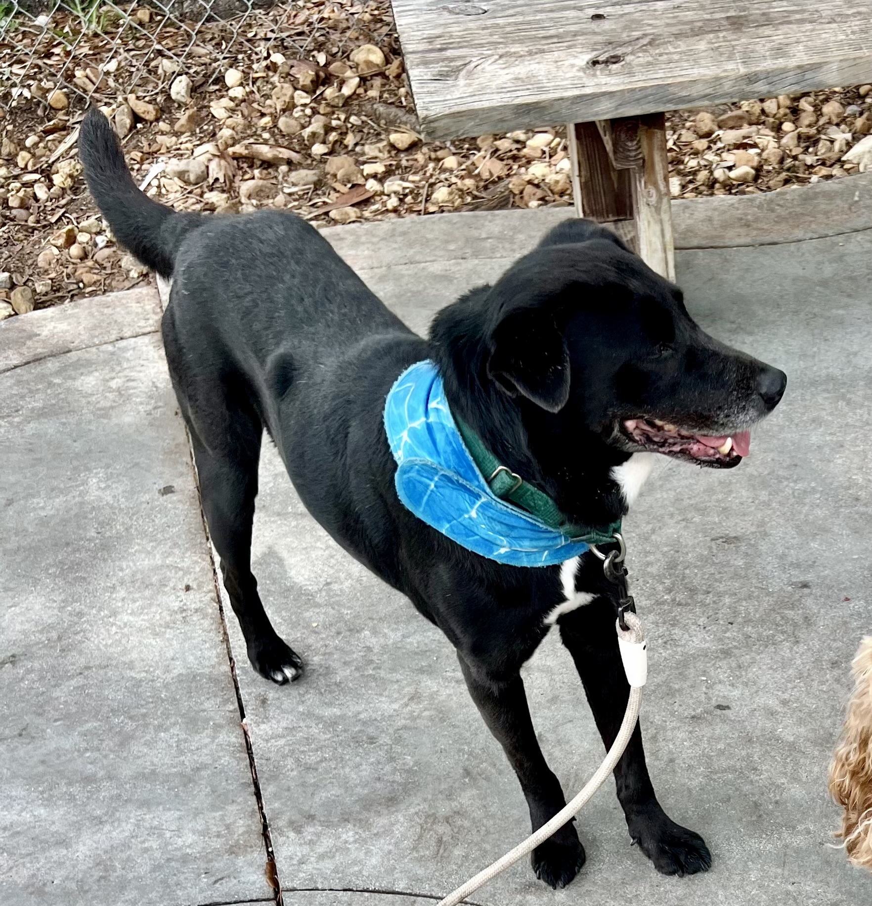 Enlarge Onyx 2 -MD, a Adoptable Retriever in Miami, FL image 3/4